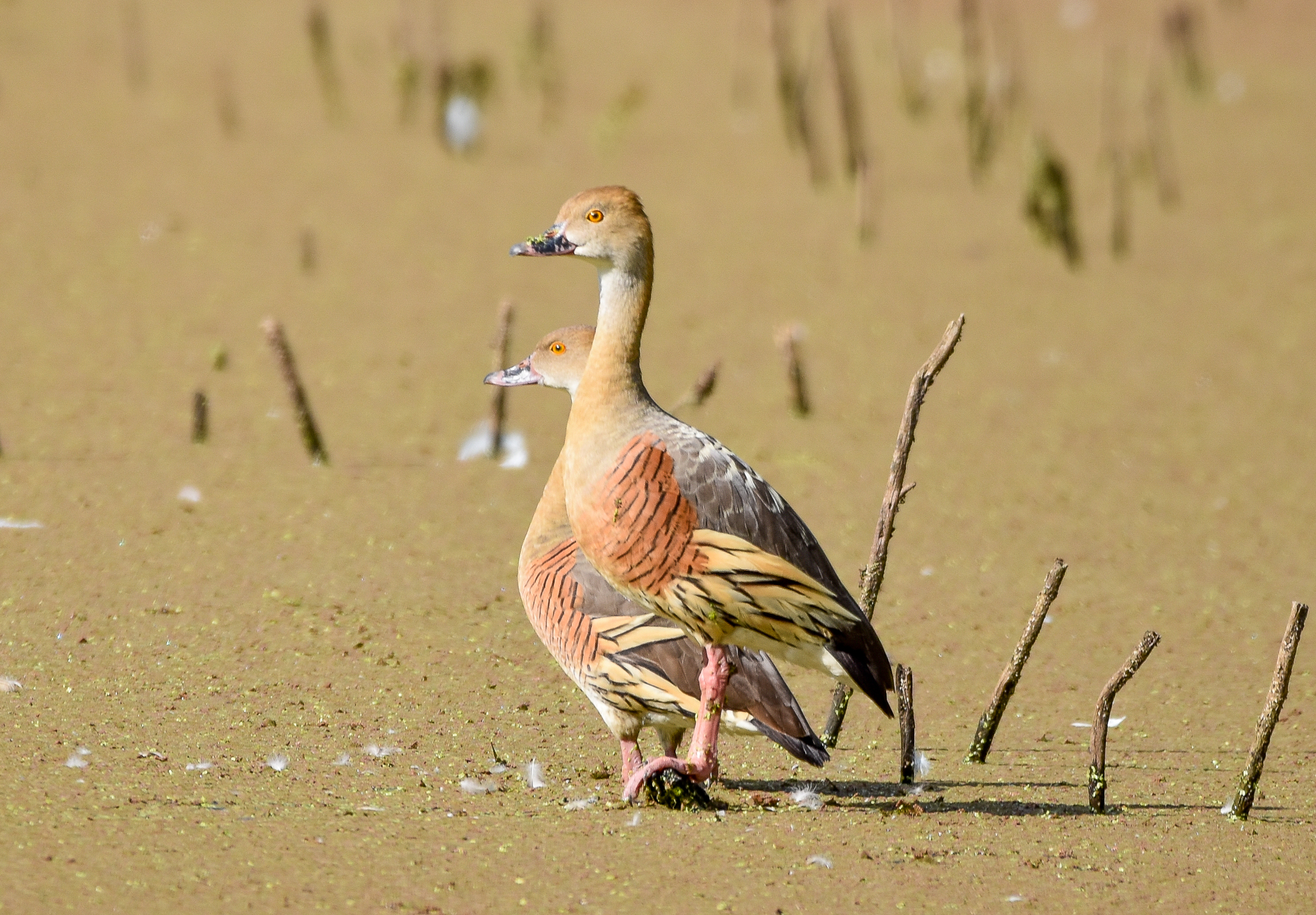 Plumed Whistling-Duck
