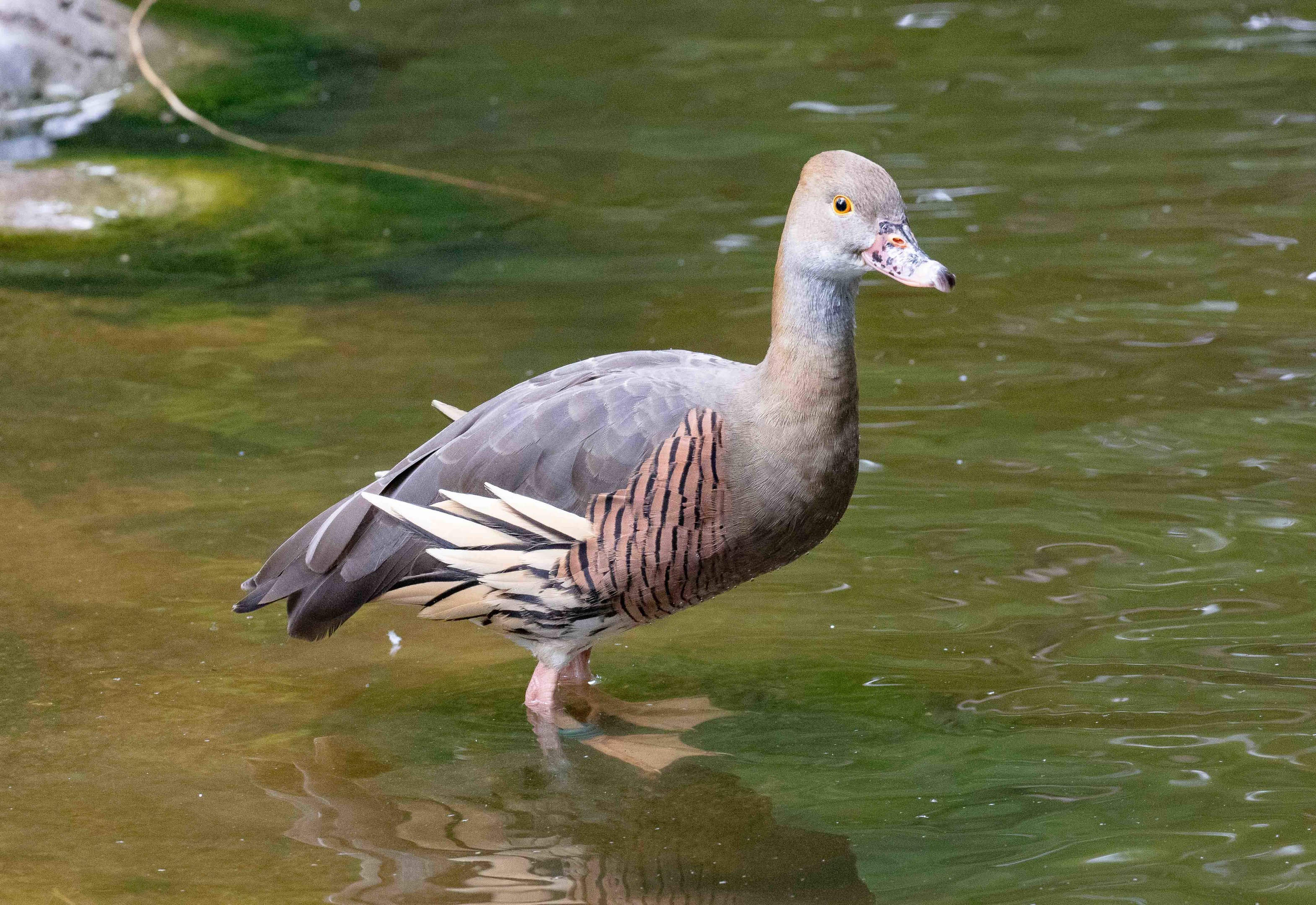 Plumed Whistling-duck