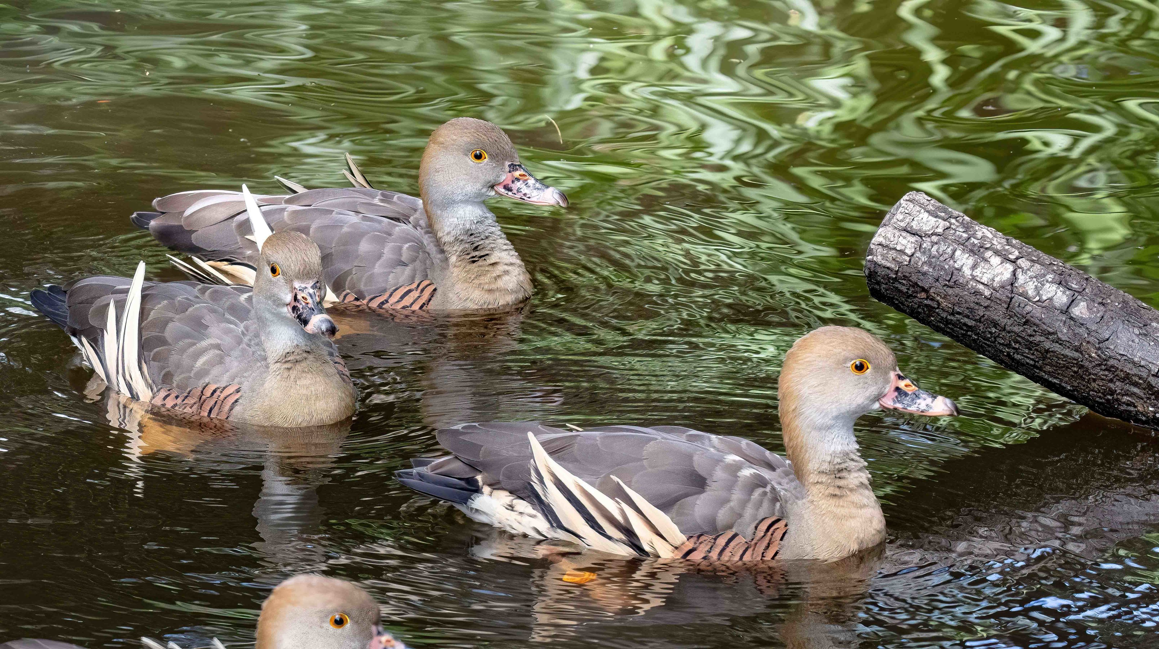 Plumed Whistling-duck