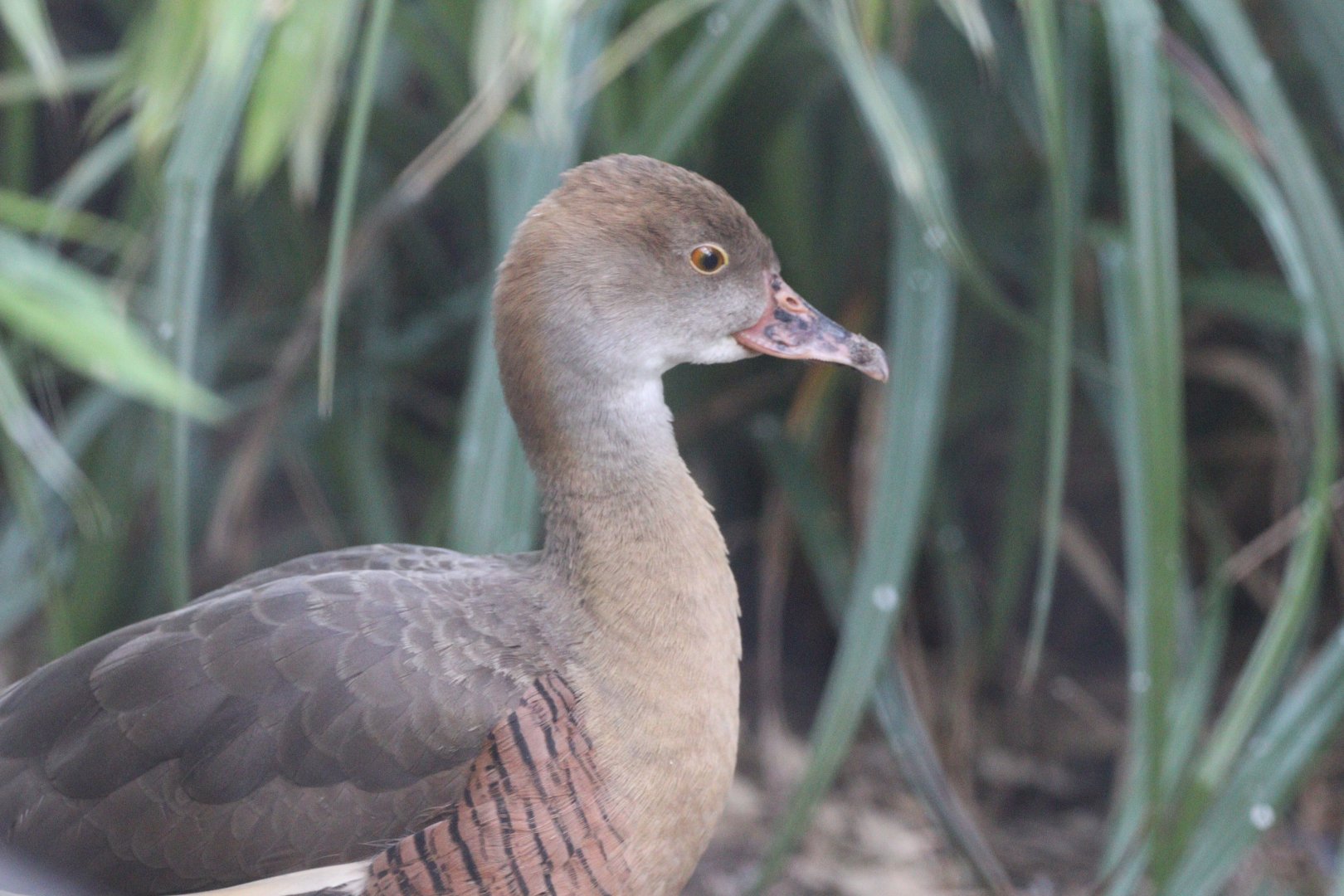 Plumed whistling-duck