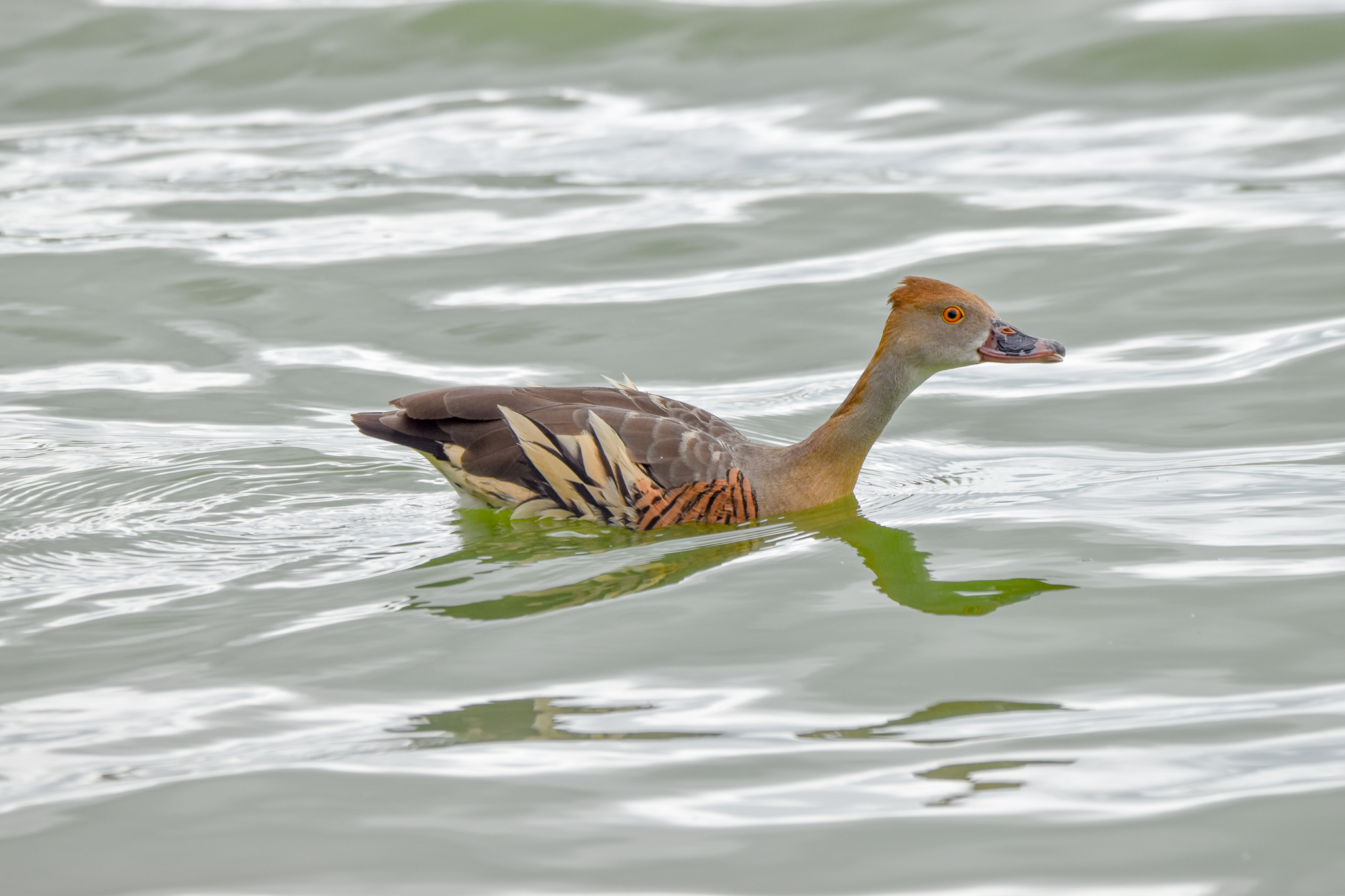 Plumed Whistling-Duck