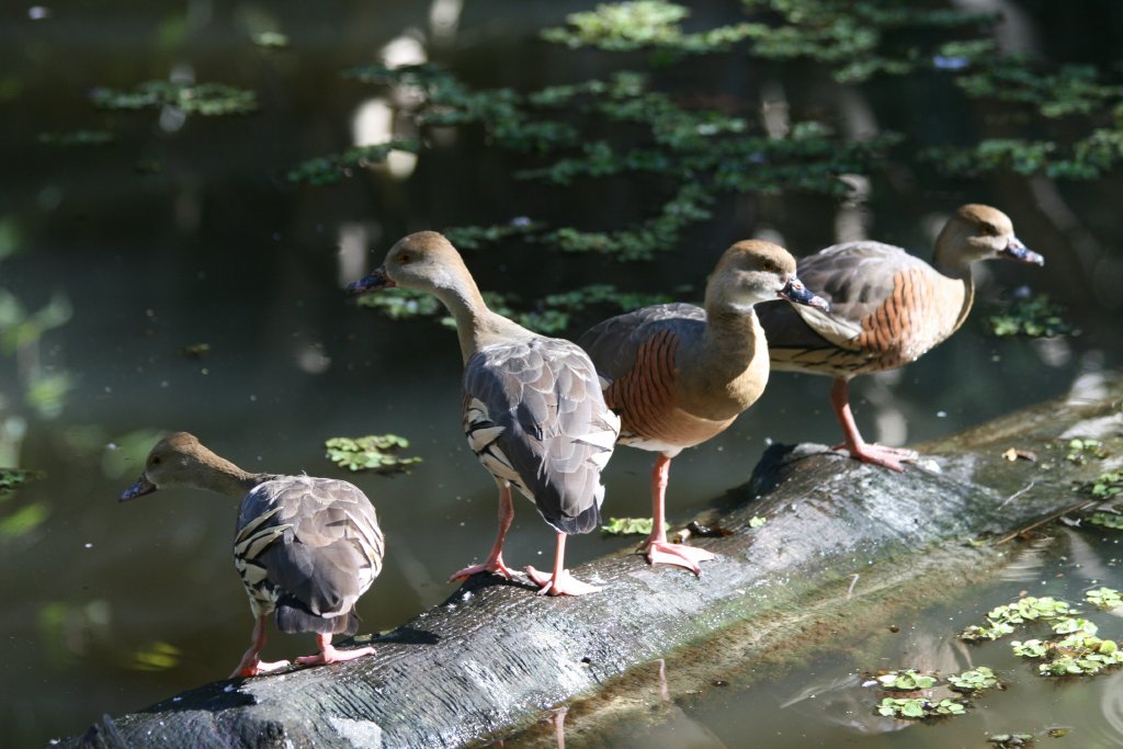 Plumed Whistling Ducks