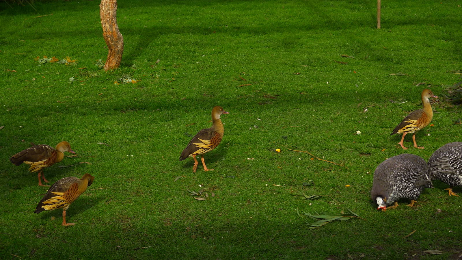 Plumed Whistling Ducks