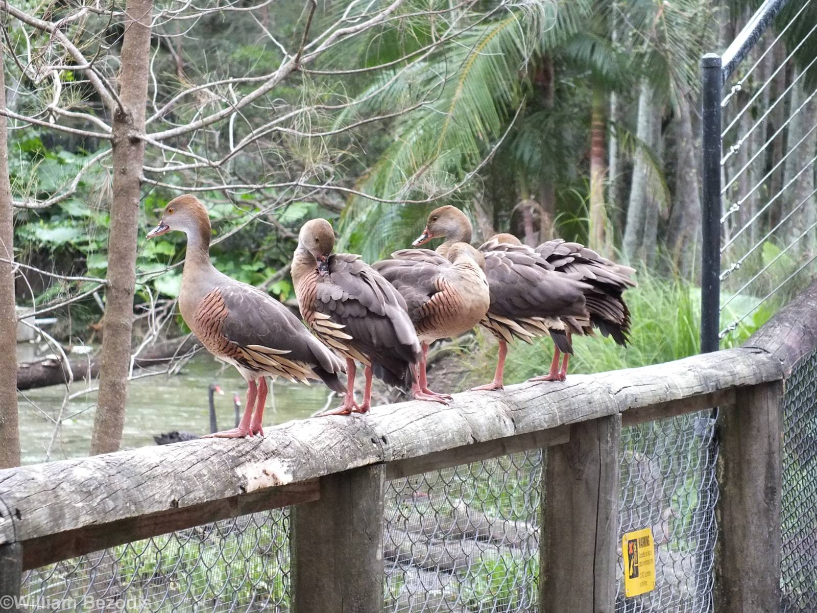 Plumed Whistling Ducks