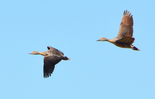 Plumed whistling ducks.