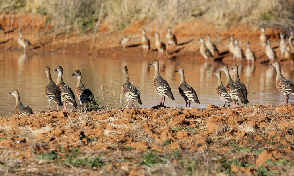 Plumed Whistling-ducks