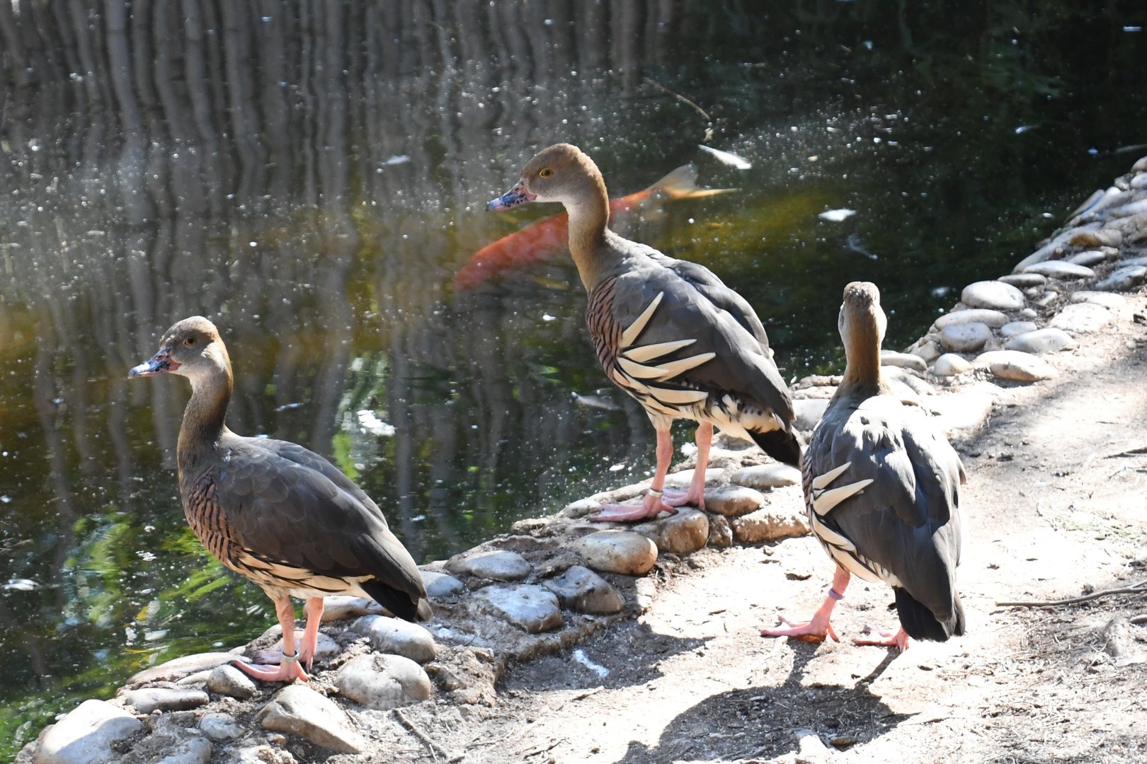 Plumed Whistling Ducks
