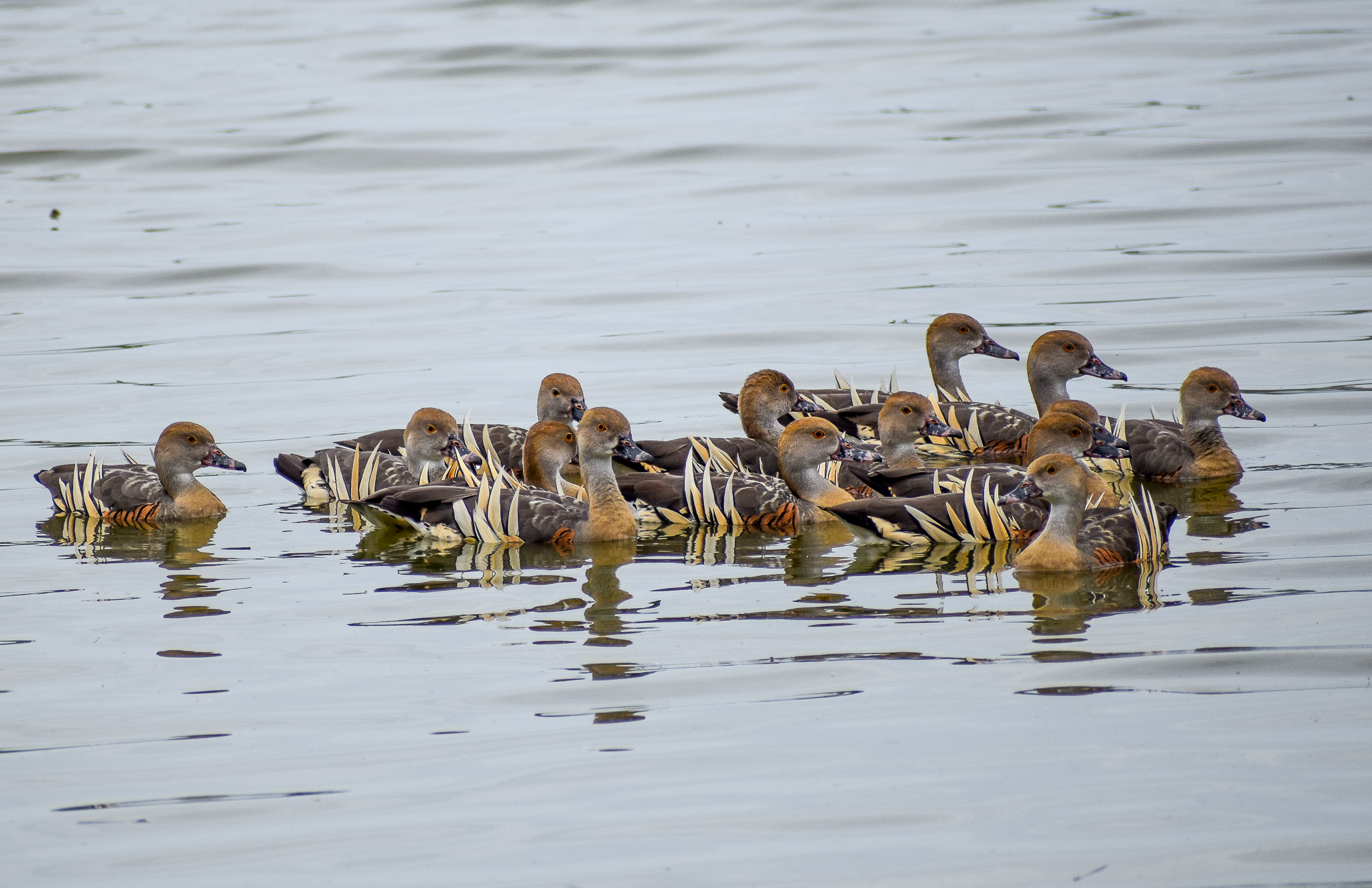 Plumed Whistling-Ducks