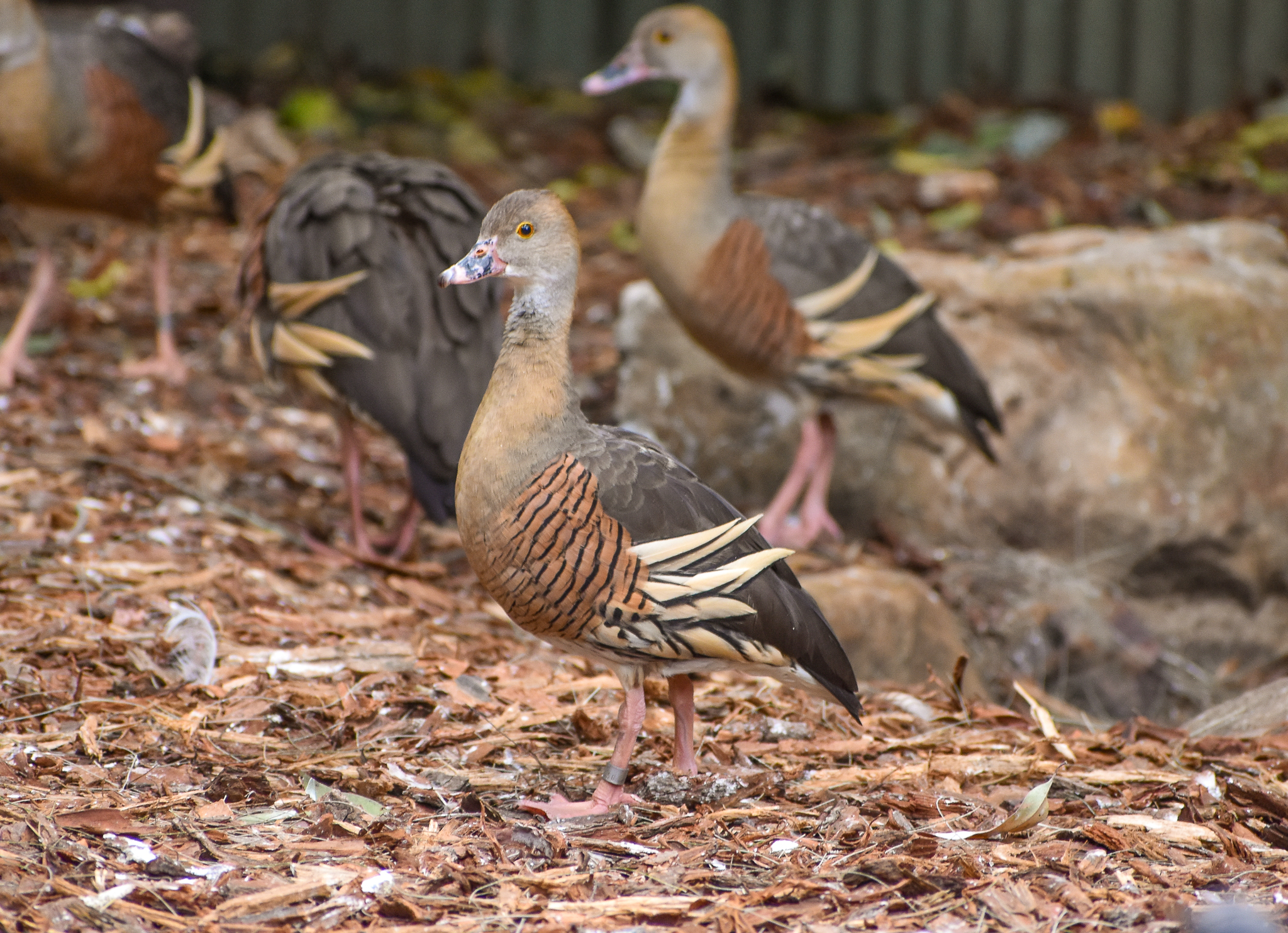 Plumed Whistling-Ducks
