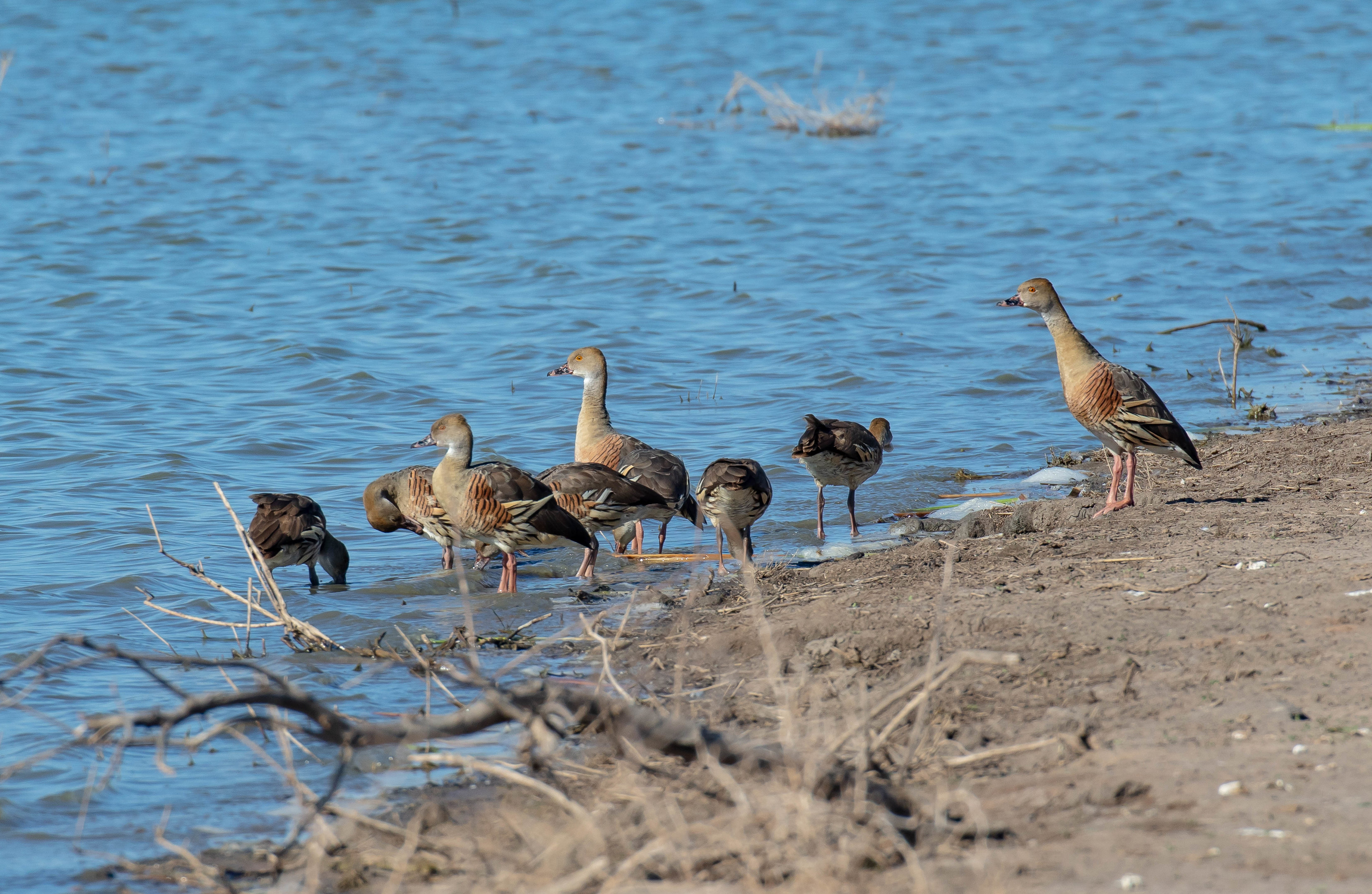 Plumed Whistling-ducks