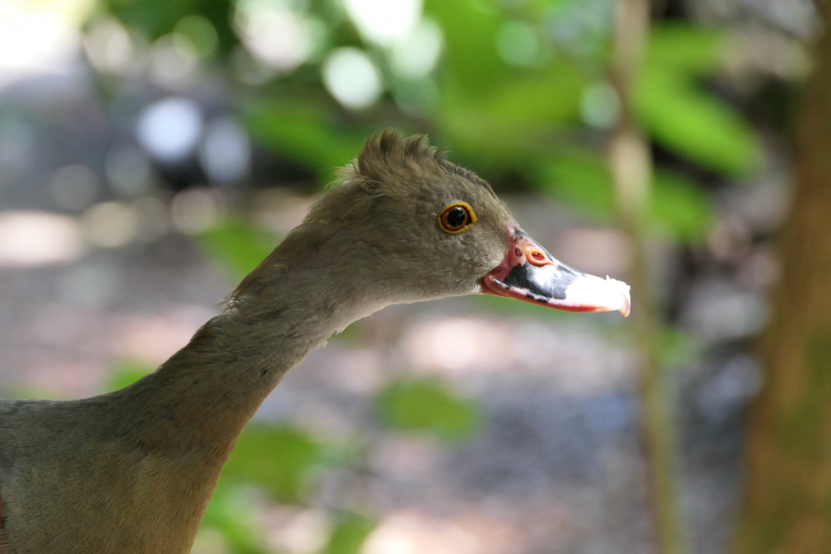 Plumed Whsitling-Duck