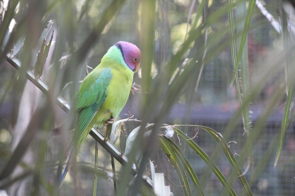 Plumhead Parrot male