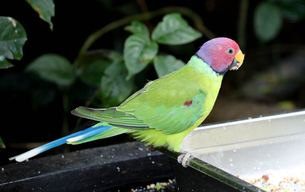 Plumhead Parrot