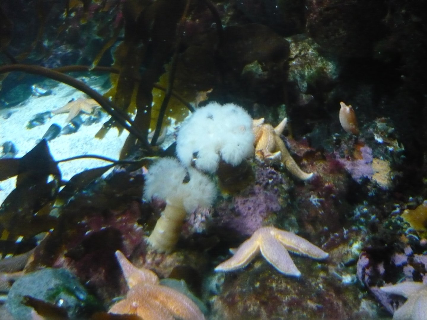 Plumose anemones (Metridium sp.) and seastars