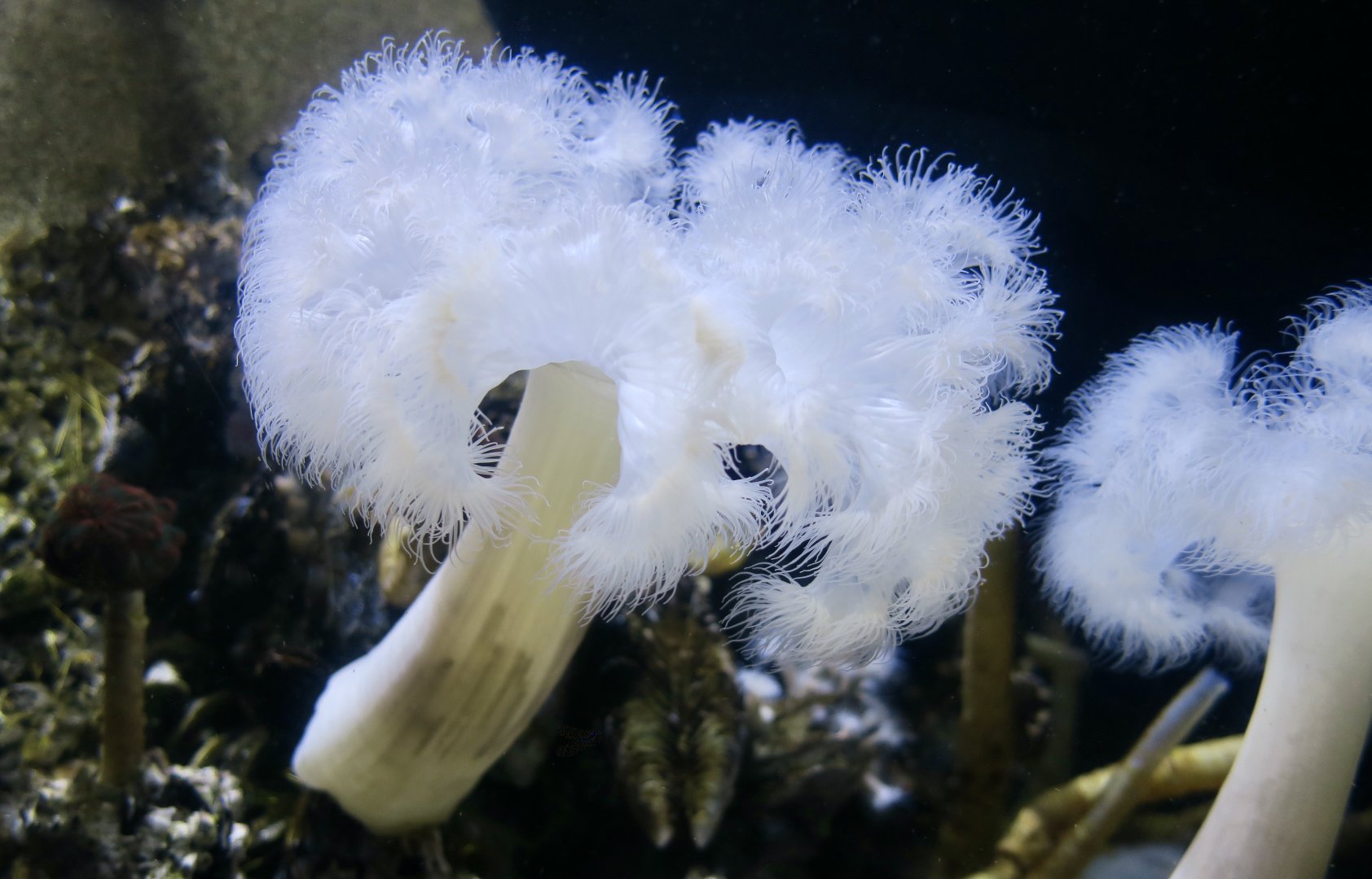 Plumose Sea Anemone (Metridium senile)