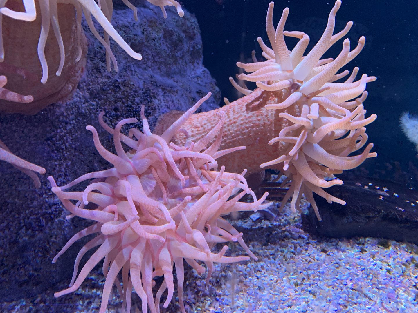 Plumose Sea Anemone