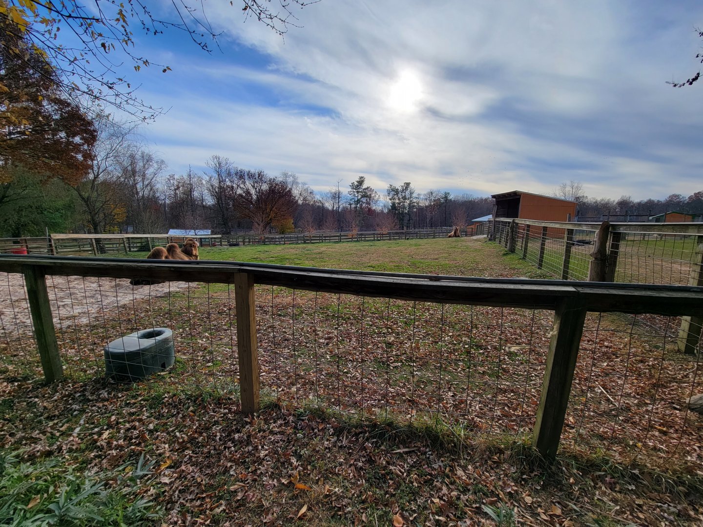 Plumpton Park - Bactrians