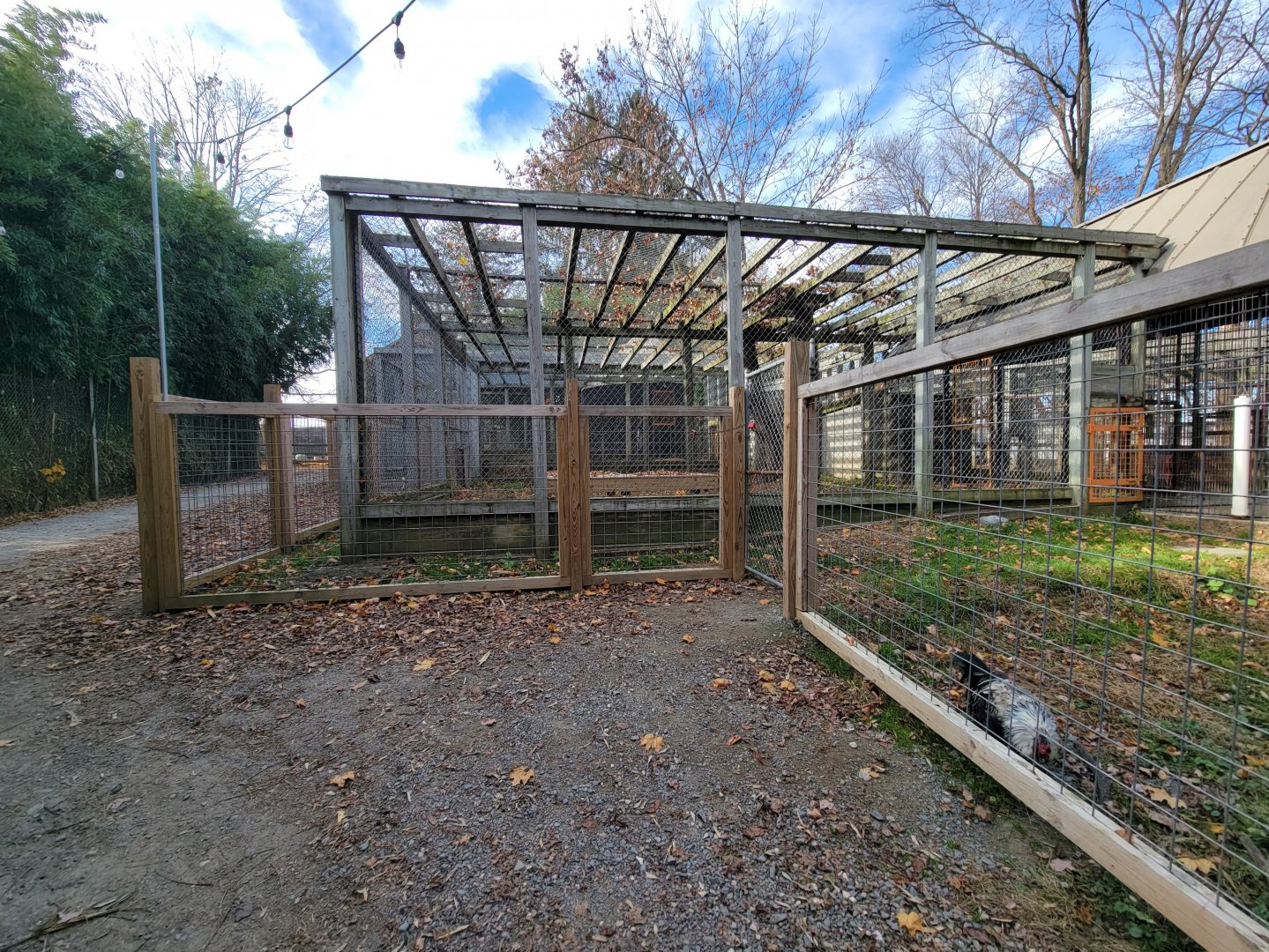 Plumpton Park - Bears