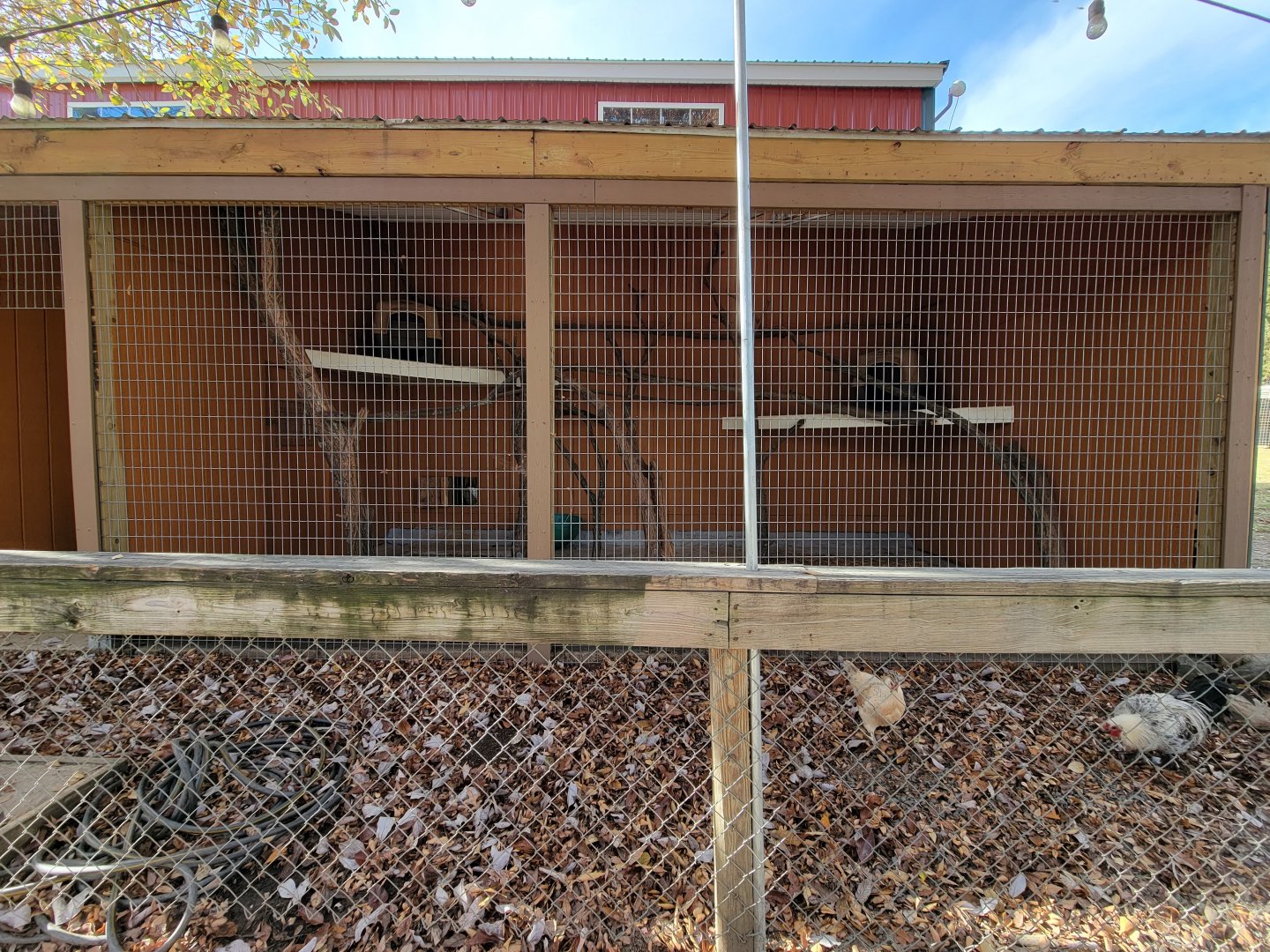 Plumpton Park - Binturong exhibit #1