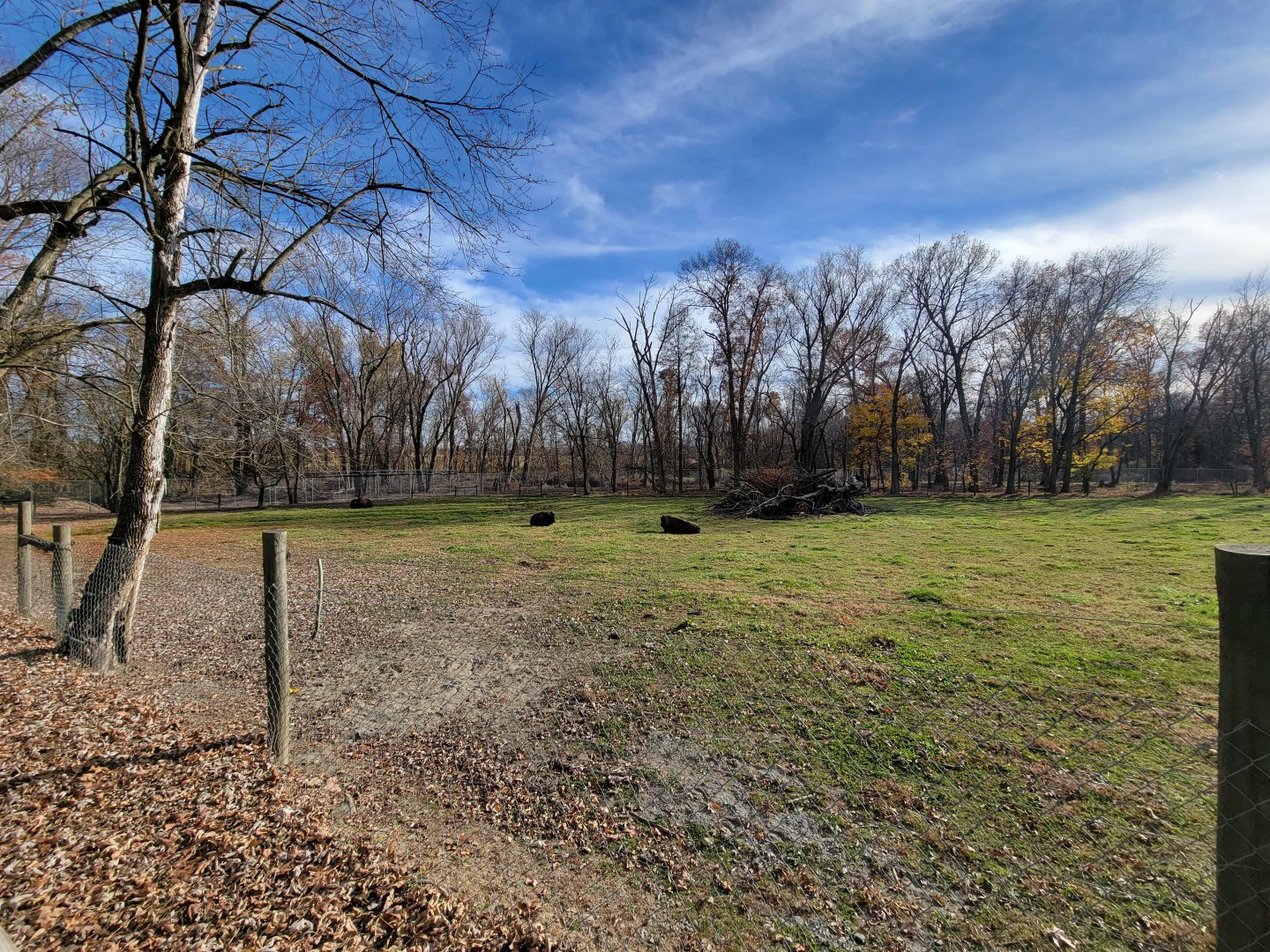 Plumpton Park - Bison