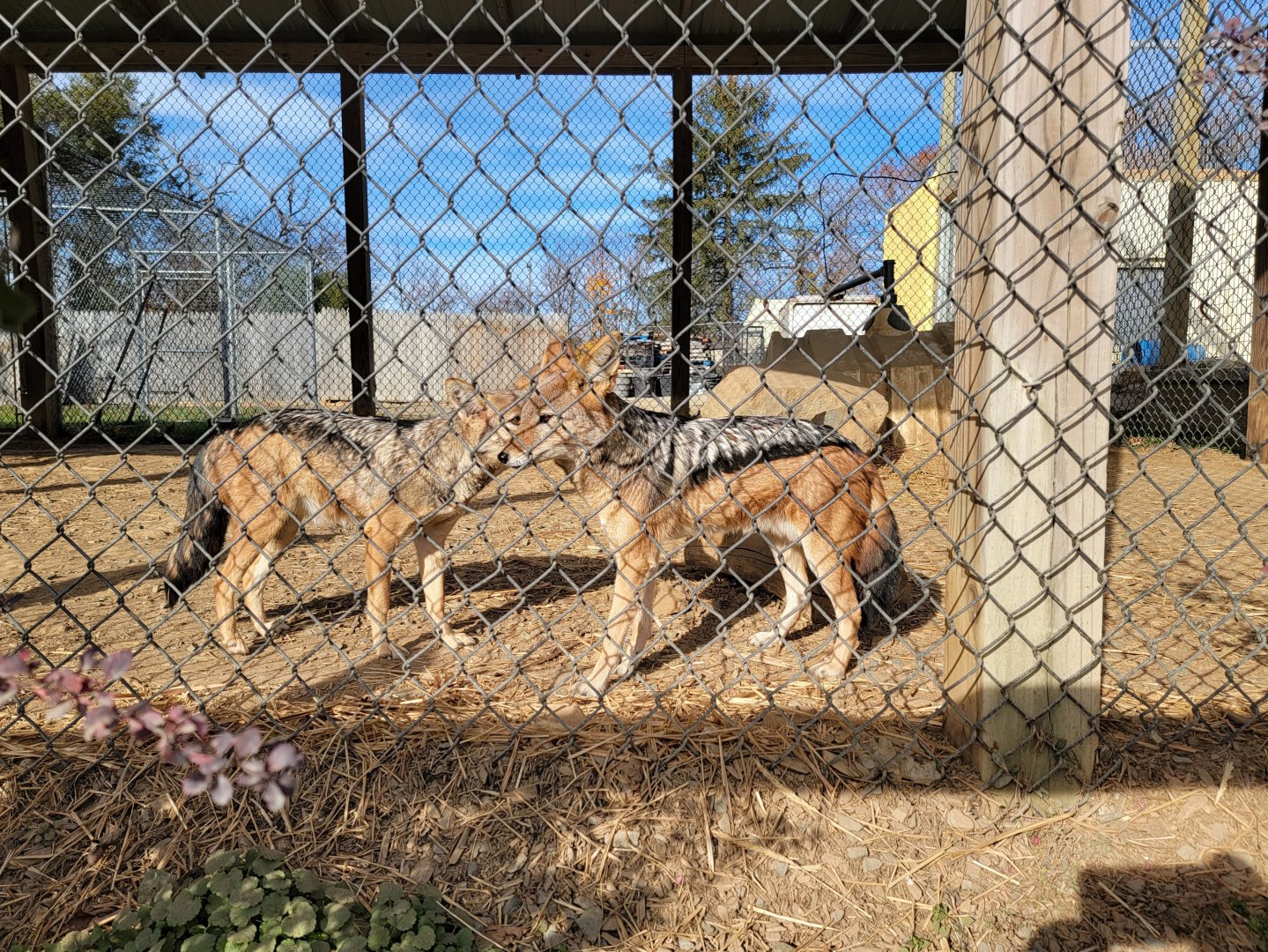 Plumpton Park - Black-backed jackals, exhibit #1