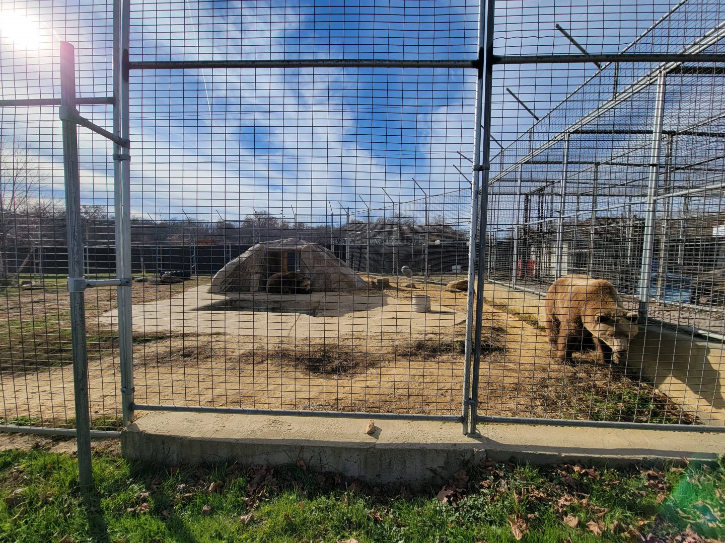 Plumpton Park - Brown bears