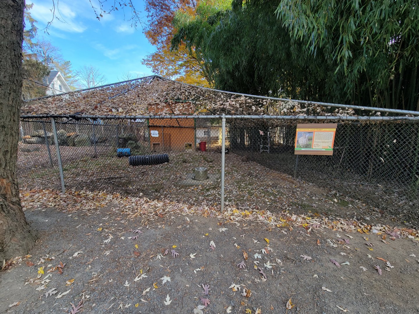 Plumpton Park - Continental Giant rabbit (formerly empty)
