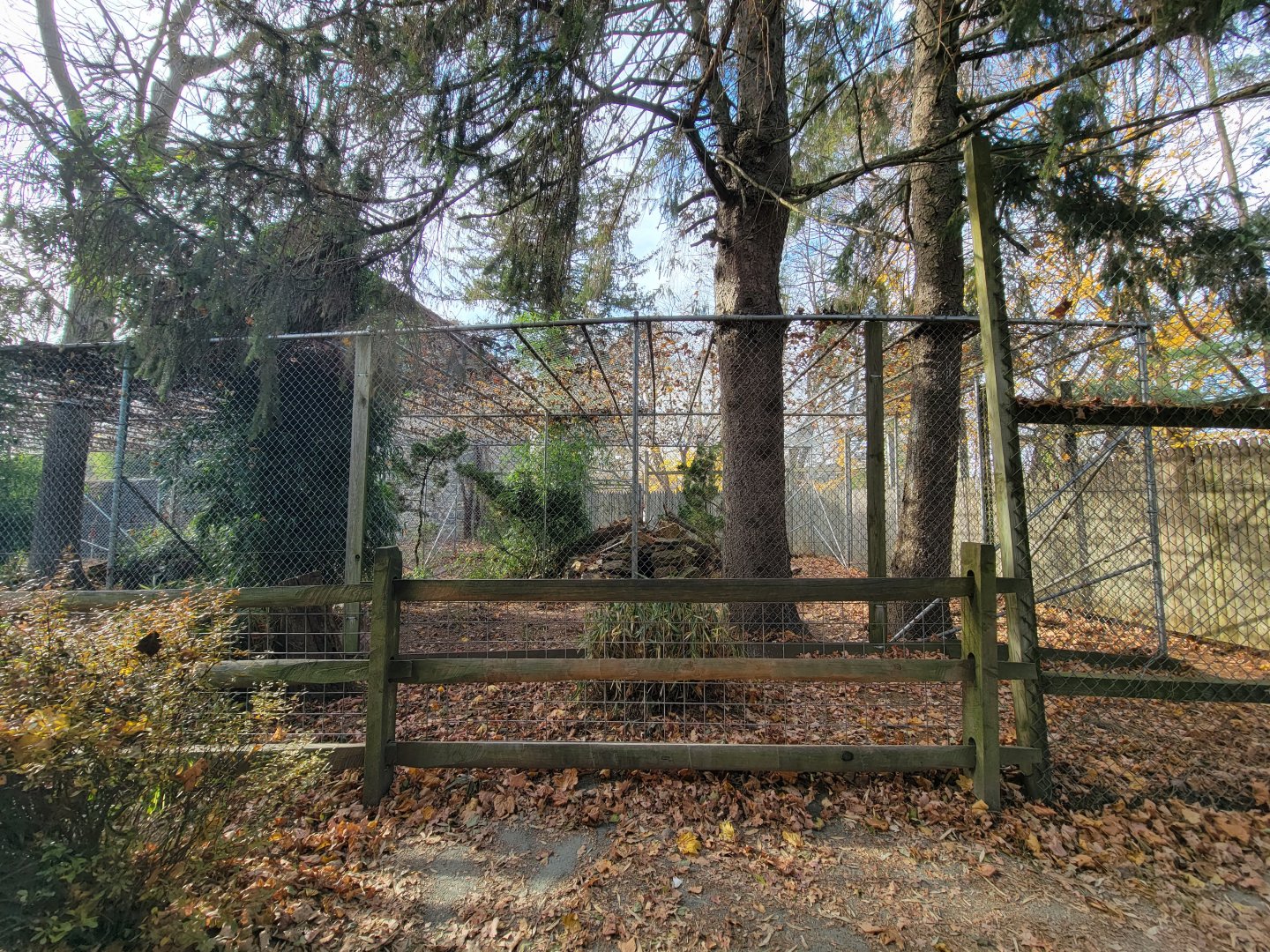 Plumpton Park - Cougars