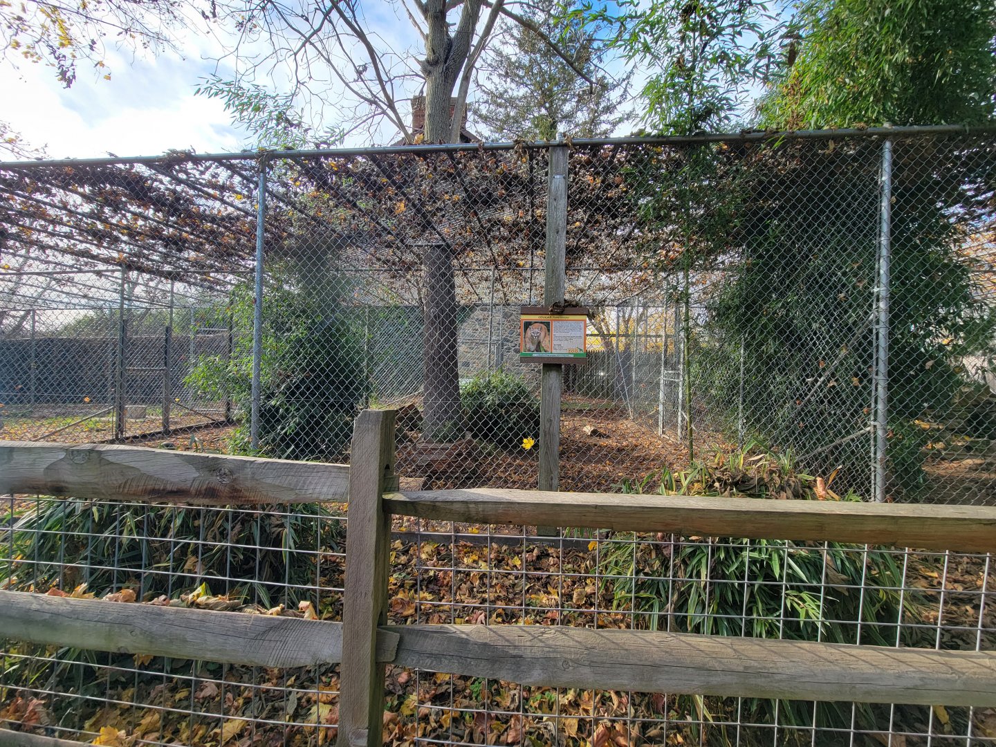 Plumpton Park - Cougars