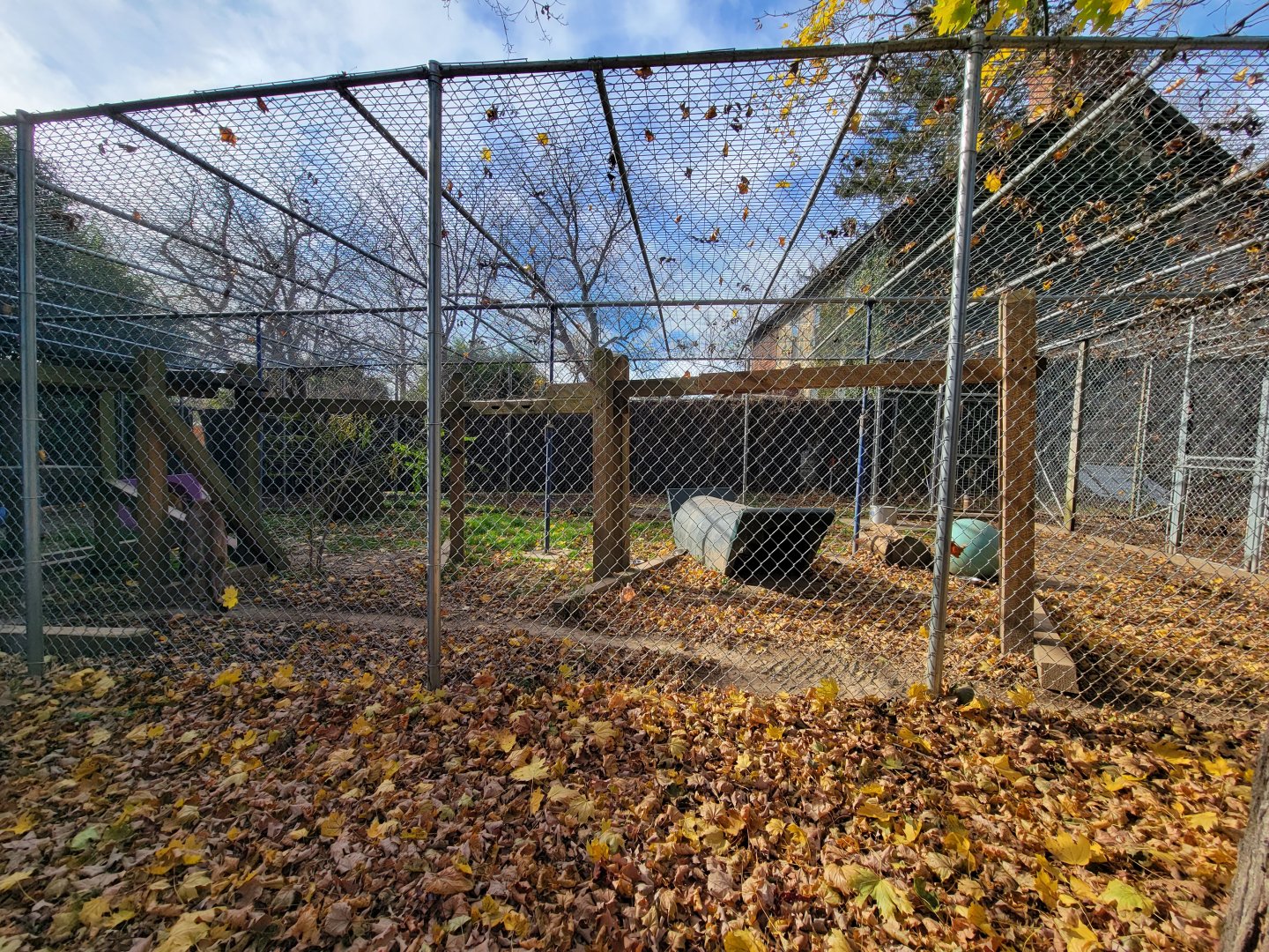 Plumpton Park - Cougars