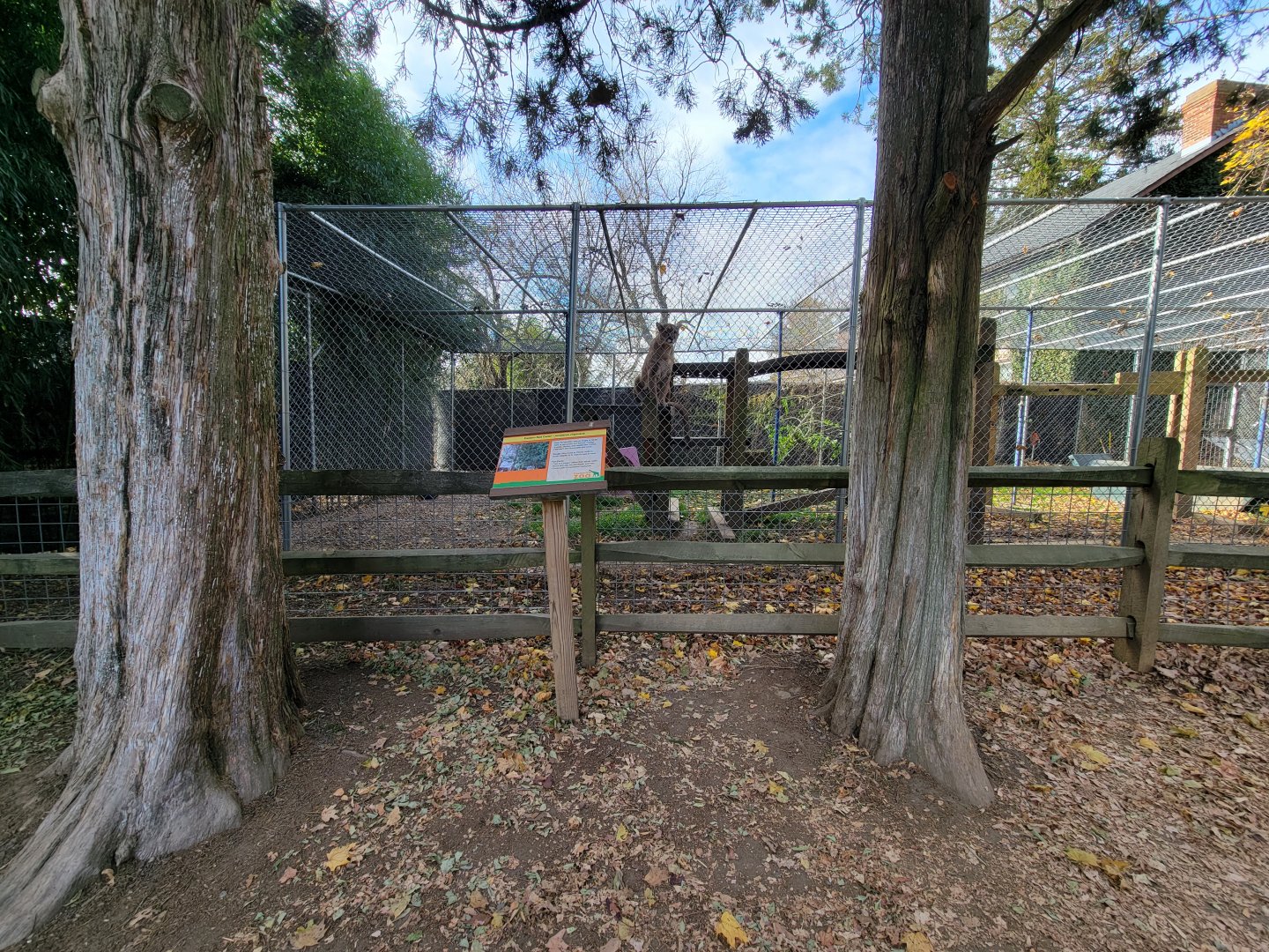 Plumpton Park - Cougars