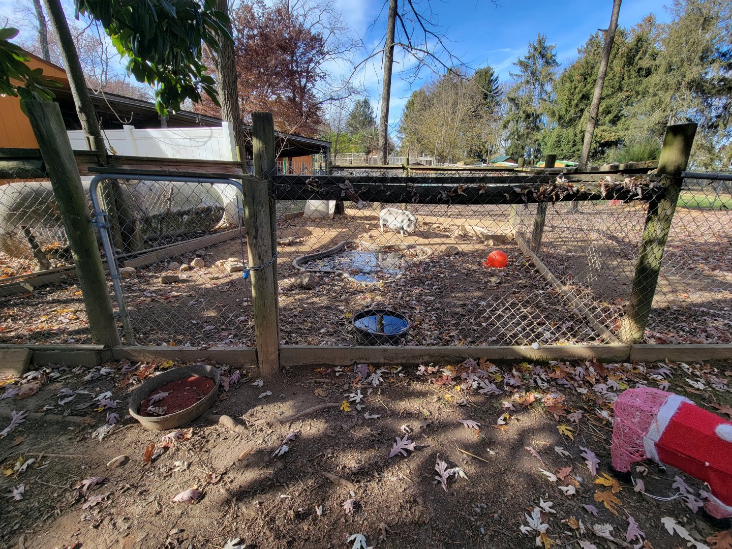 Plumpton Park - Domestic pig