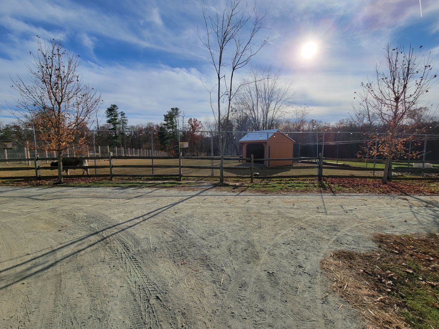 Plumpton Park - Fallow deer and cattle