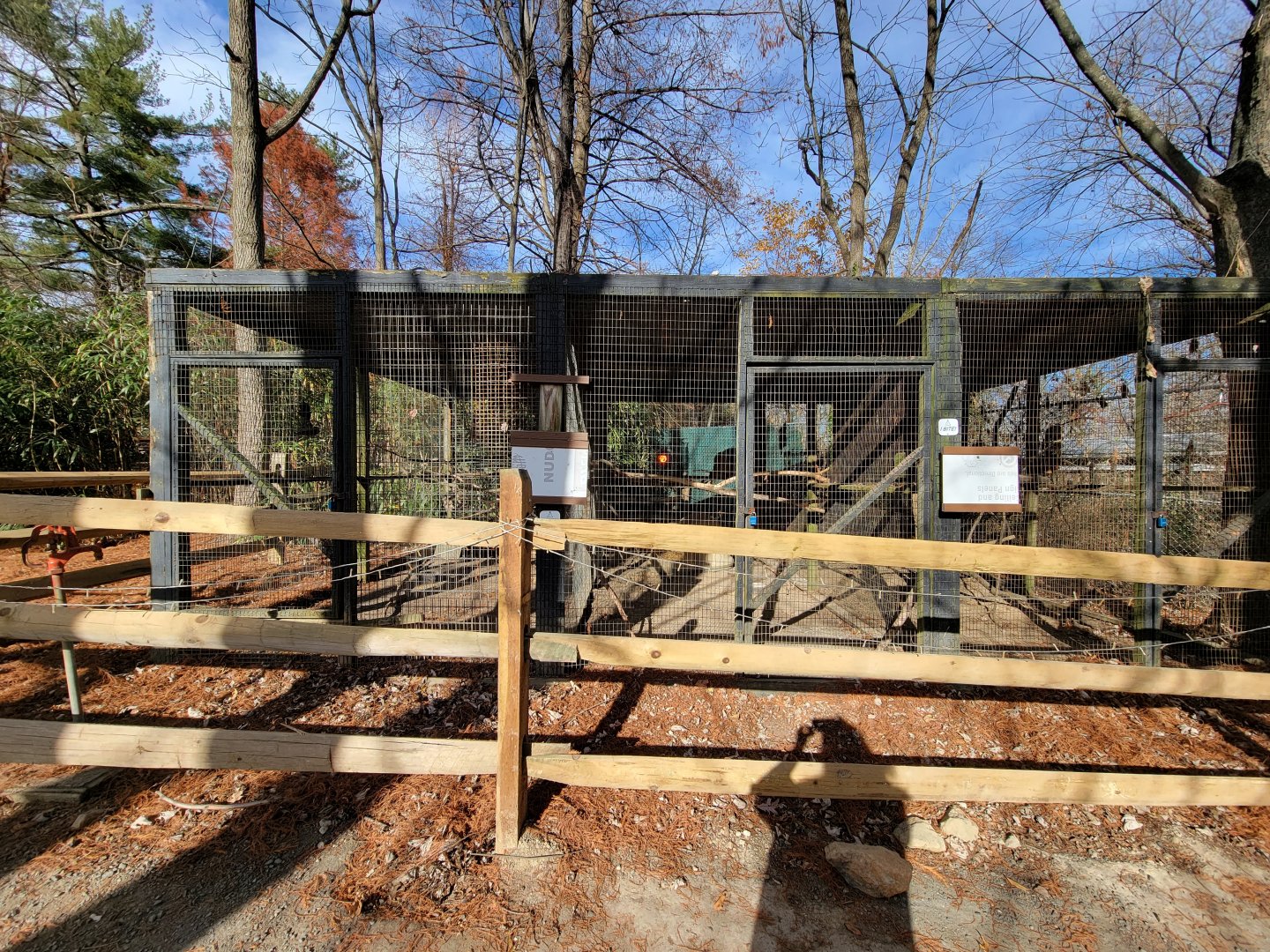 Plumpton Park - Golden pheasant and more silver pheasants, formerly chickens