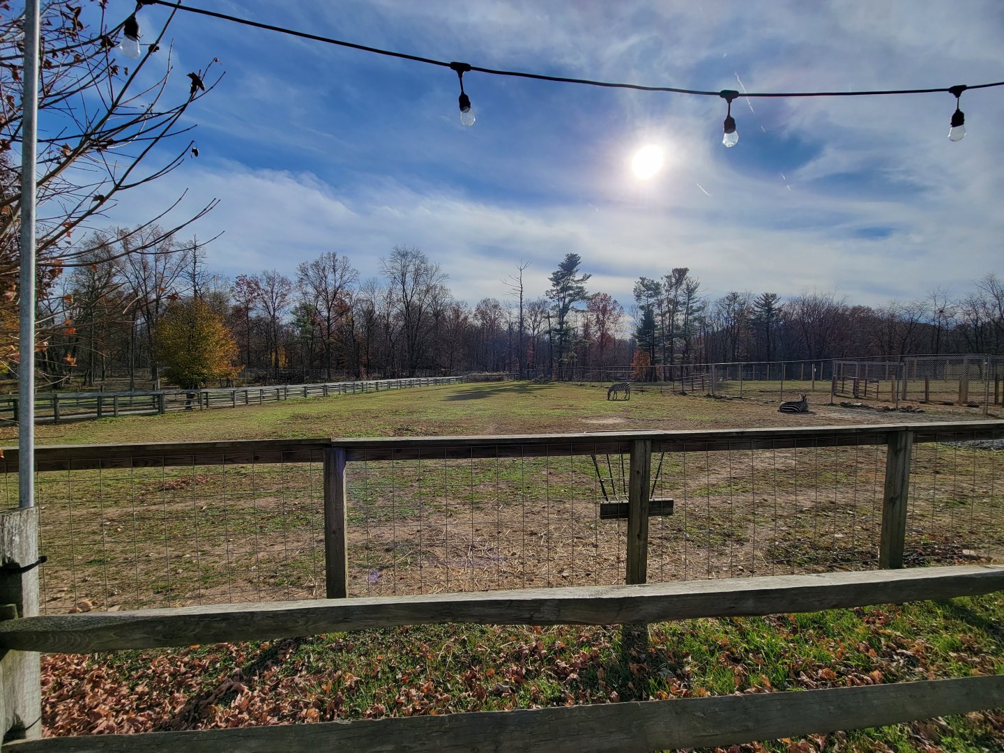 Plumpton Park - Grant's zebras