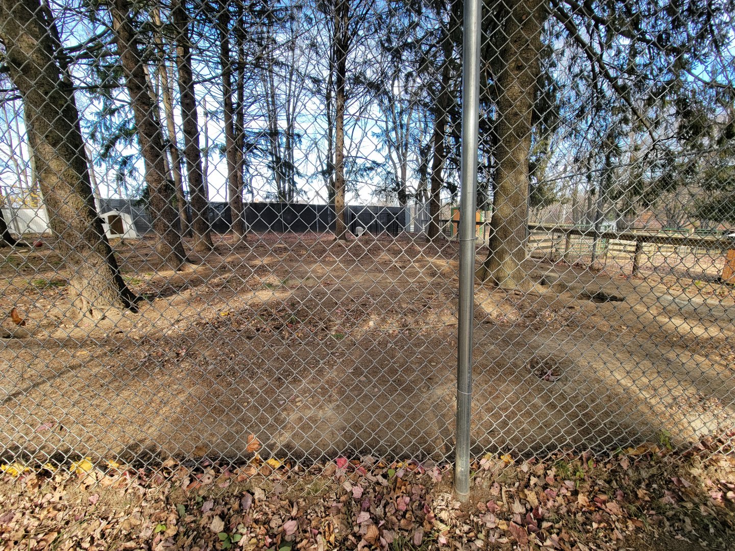 Plumpton Park - Great Pyrenees dog and 3-legged "Arctic" wolf