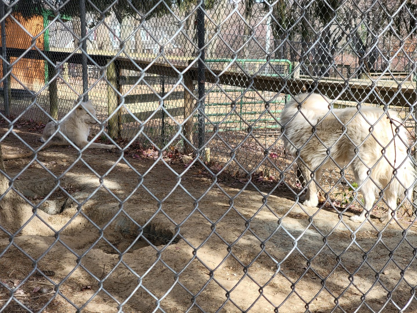 Plumpton Park - Great Pyrenees dog and 3-legged "Arctic" wolf
