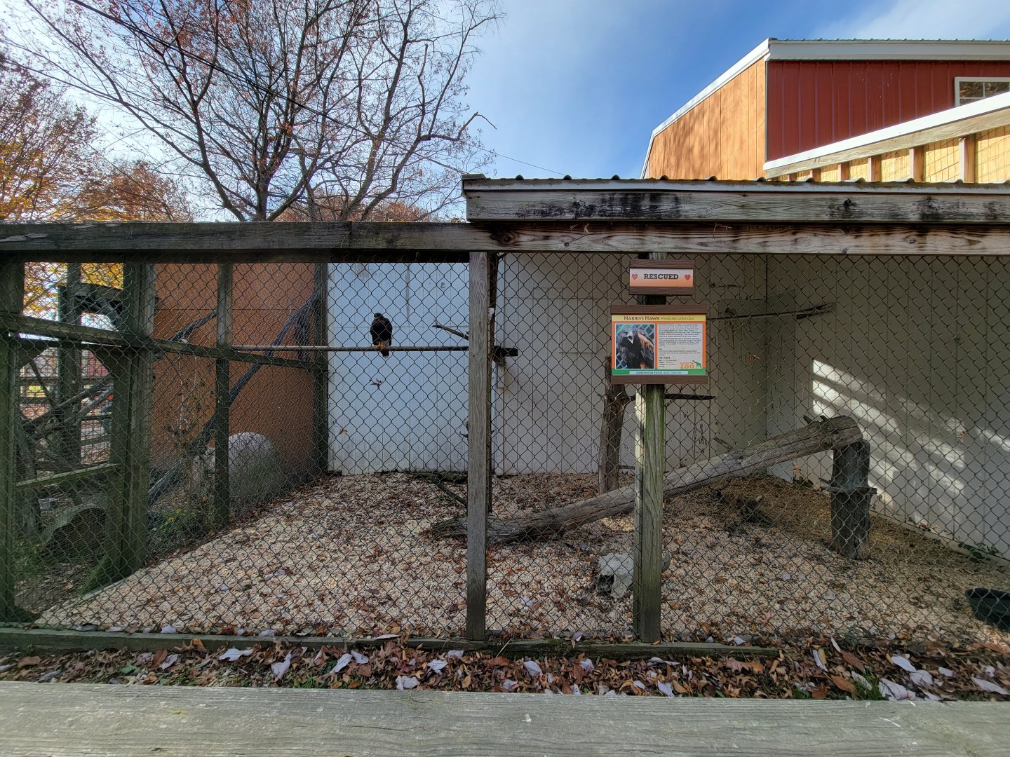 Plumpton Park - Harris's Hawk