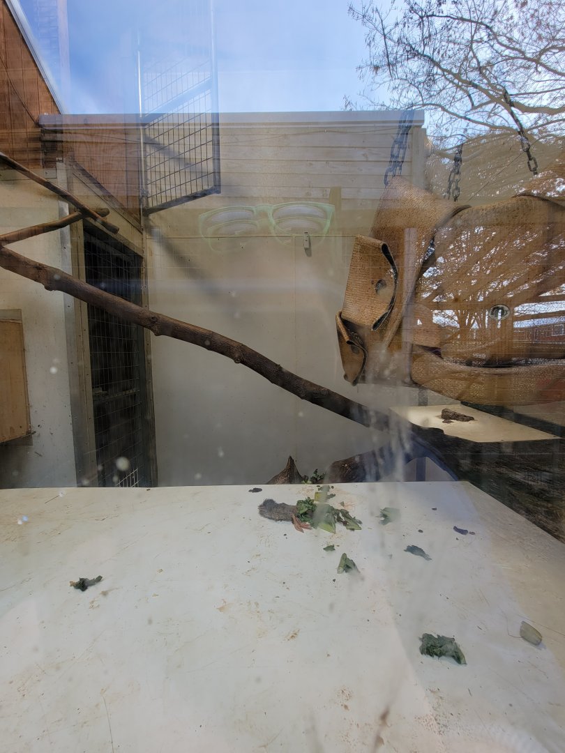 Plumpton Park - Inside viewing for binturong exhibit #2