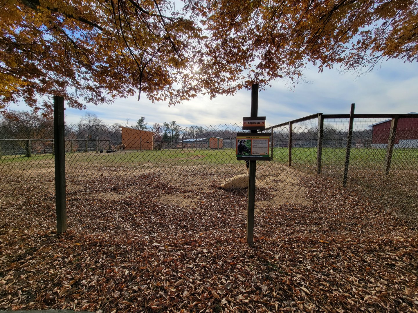 Plumpton Park - Llamas