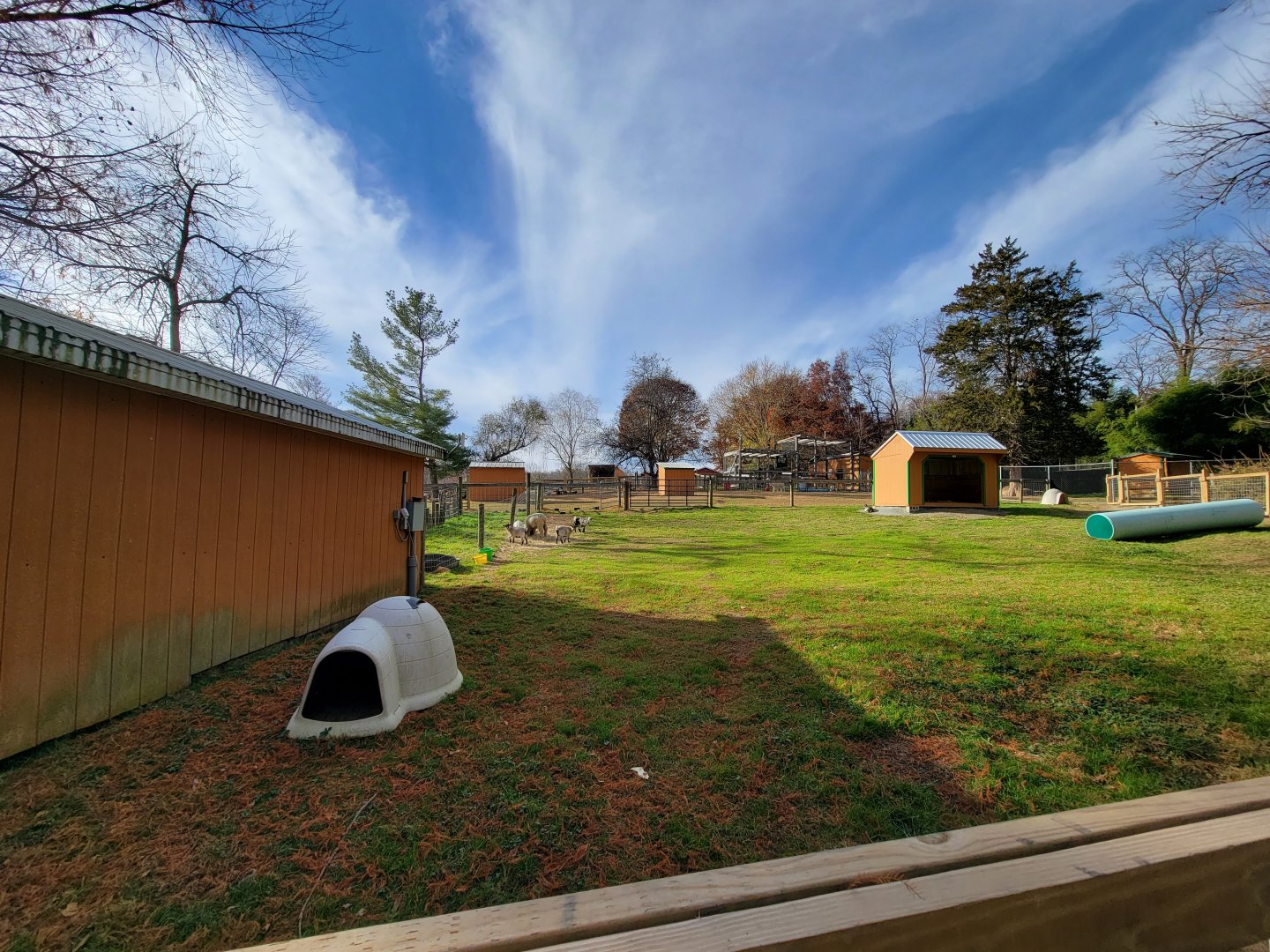 Plumpton Park - More goats and sheep