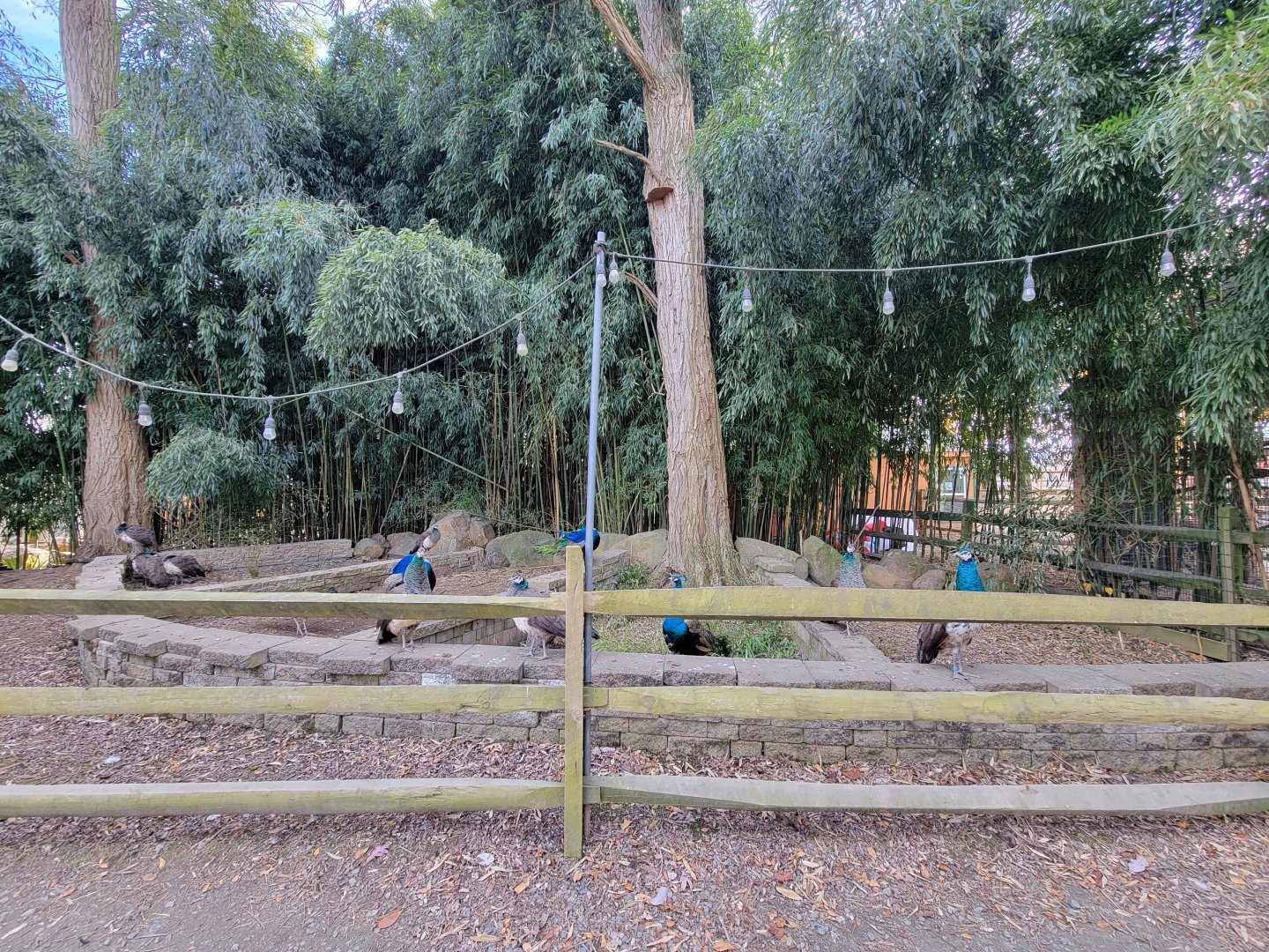 Plumpton Park - More peafowl