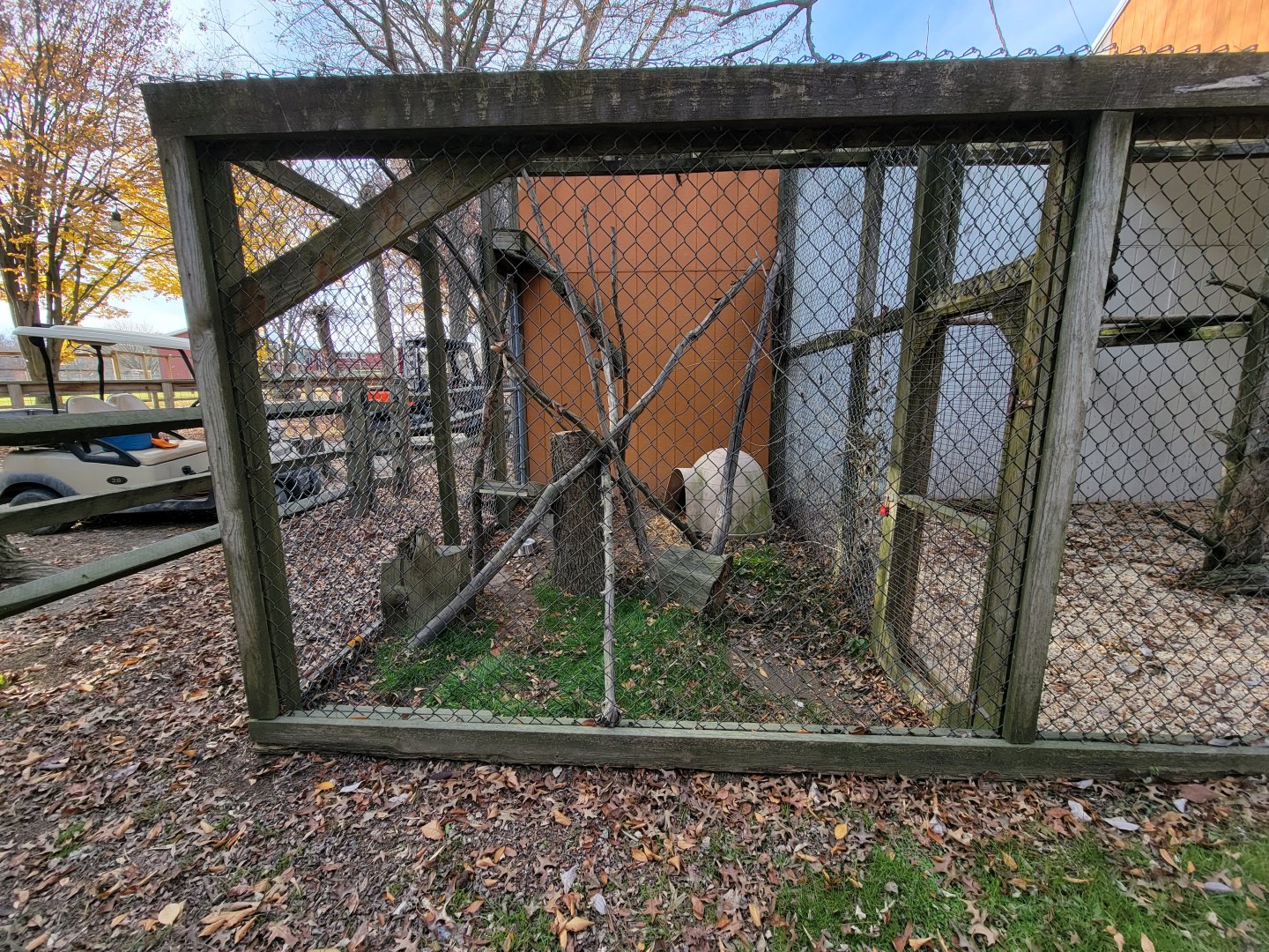 Plumpton Park - North American Porcupine, I think?
