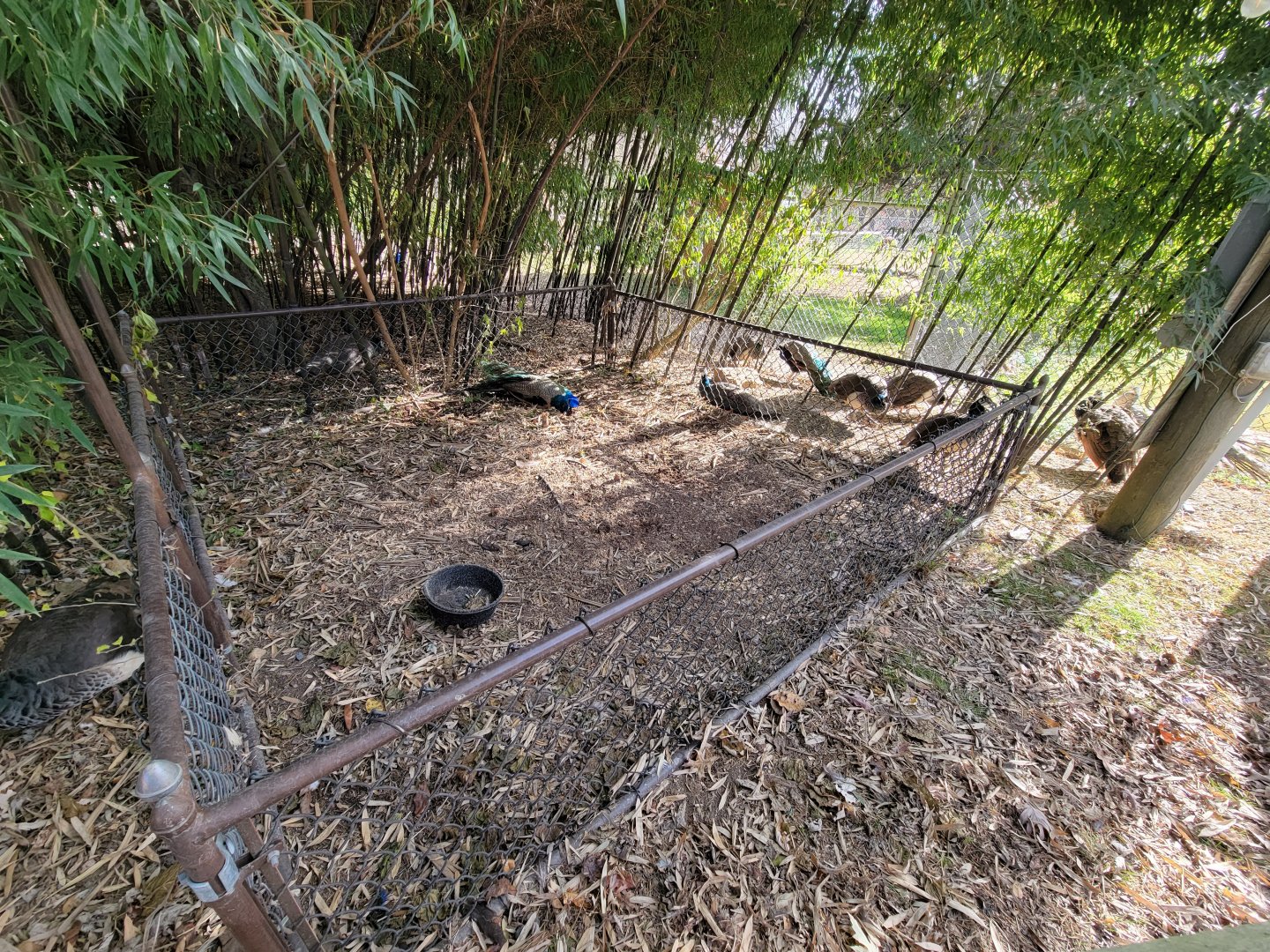 Plumpton Park - Odd pen?