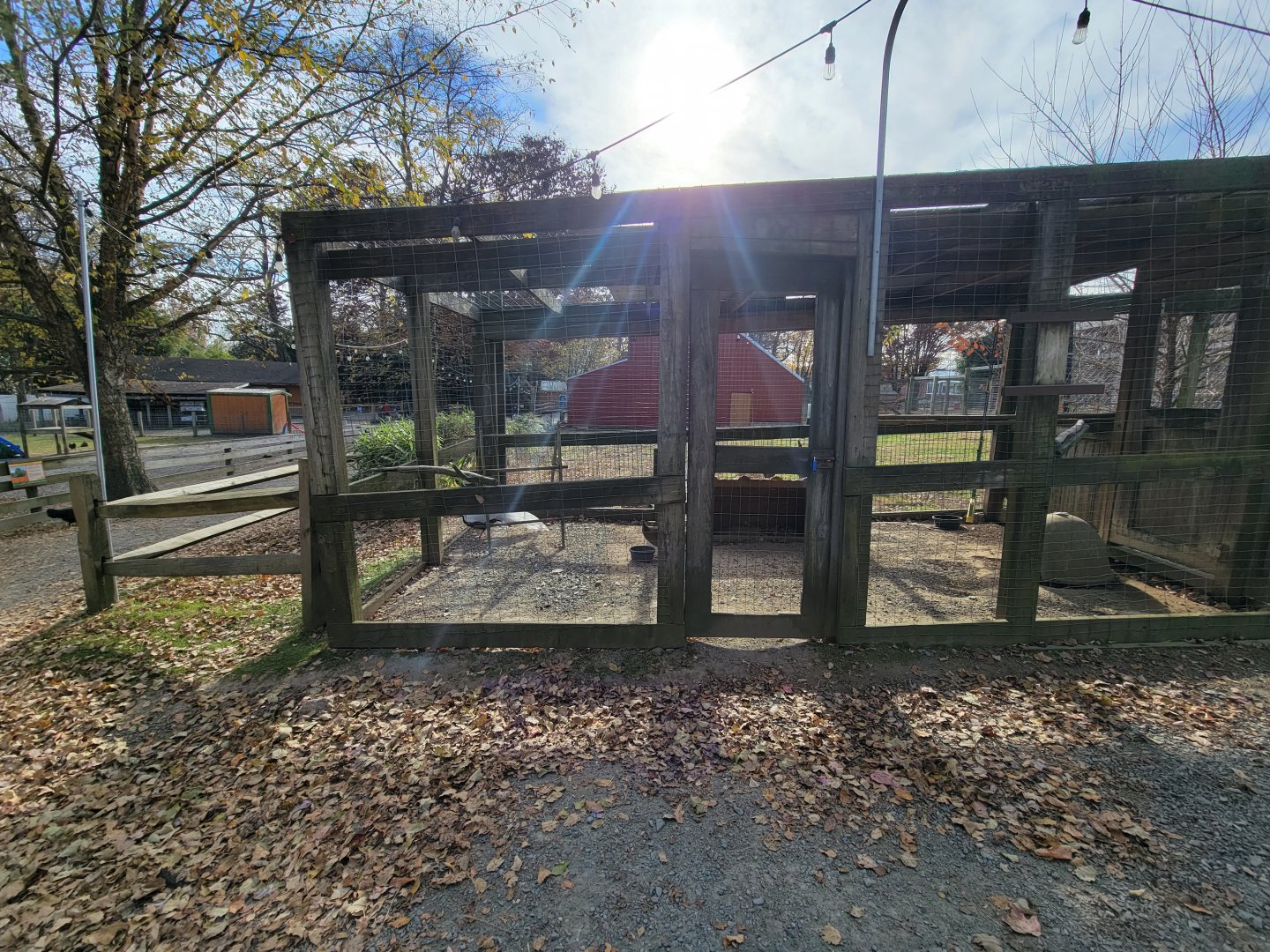 Plumpton Park - One of several silver pheasant exhibits