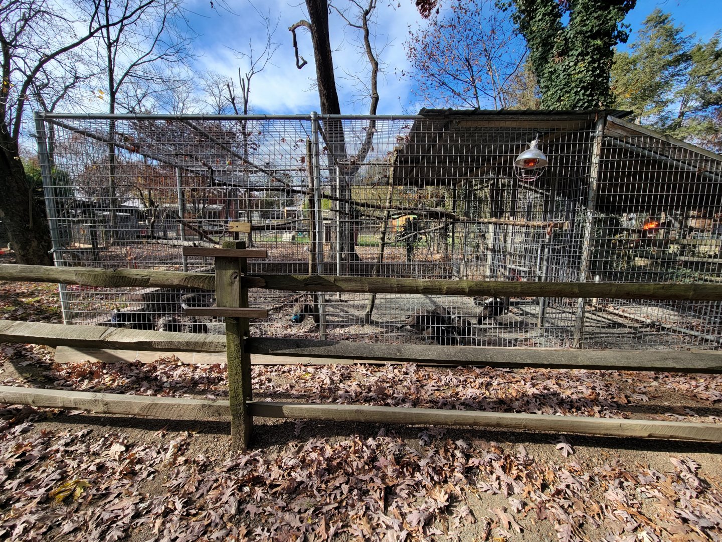 Plumpton Park - ...peafowl? Formerly bobcat