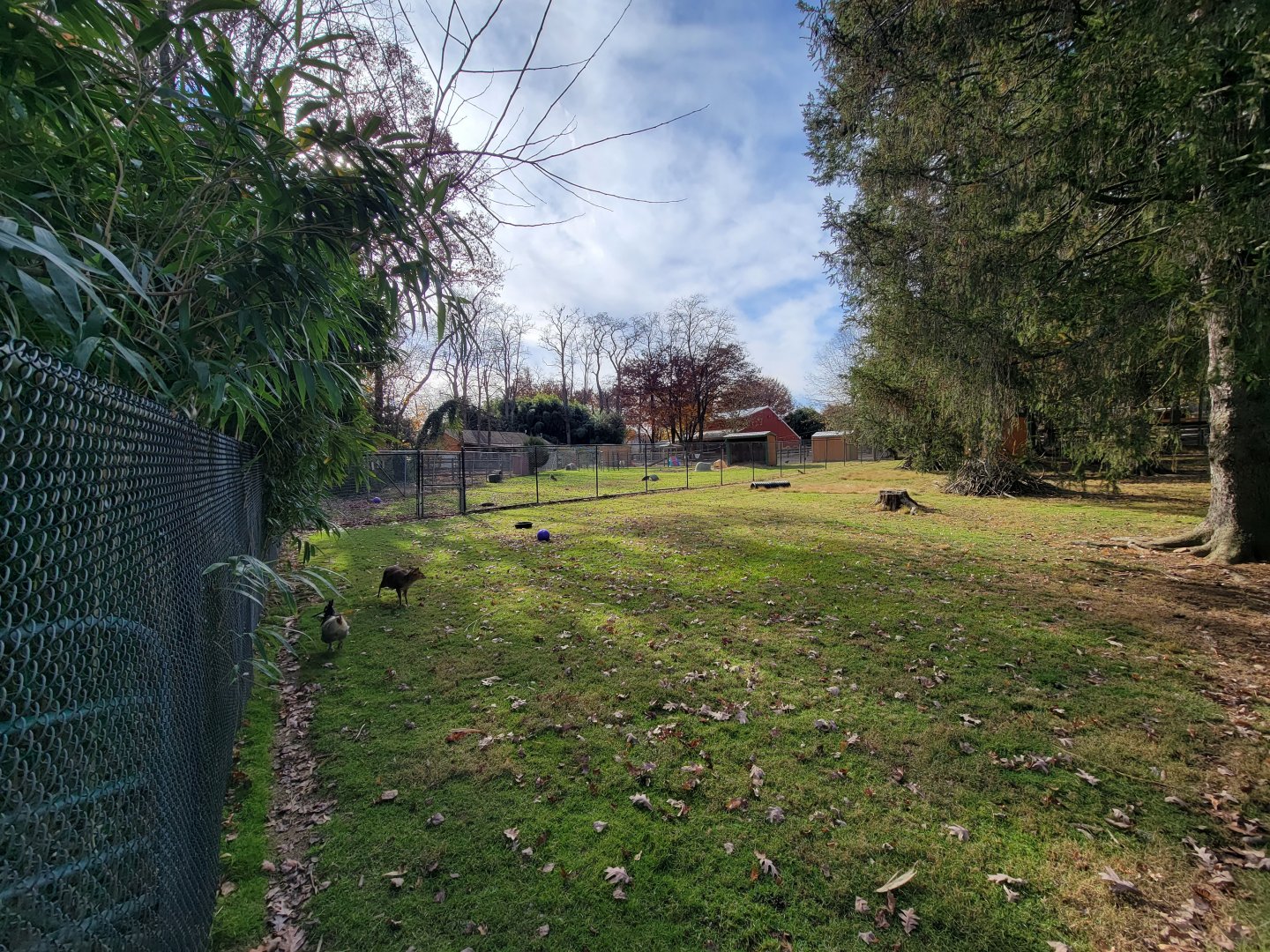 Plumpton Park - Reeve's muntjac