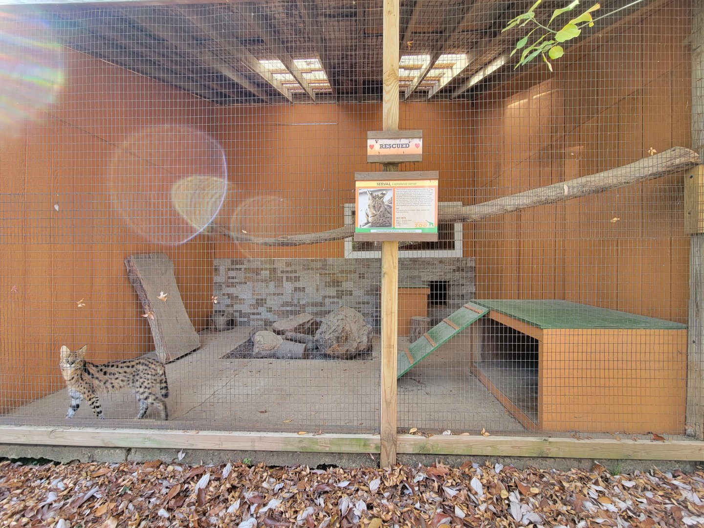 Plumpton Park - Serval