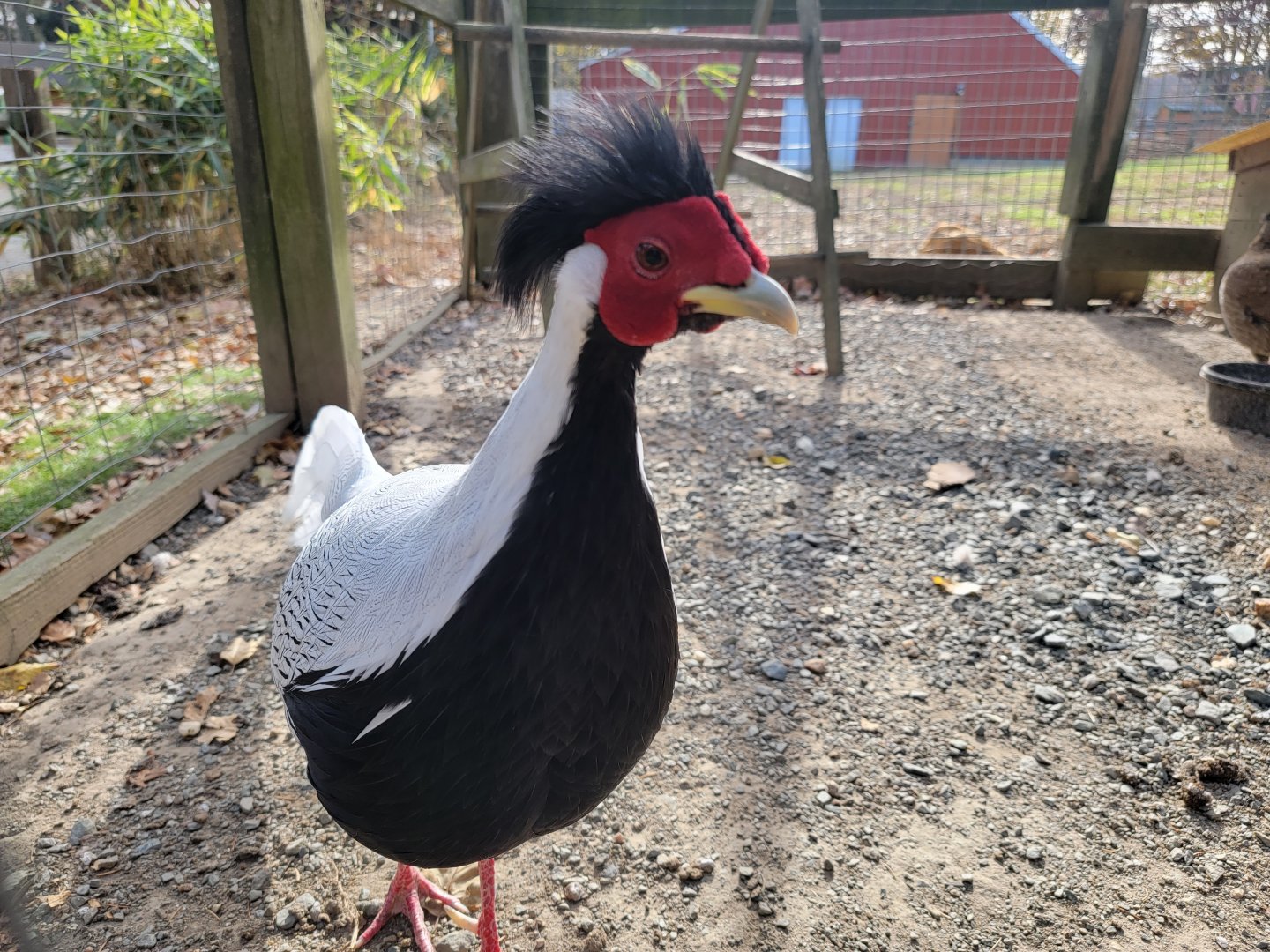 Plumpton Park - Silver pheasant