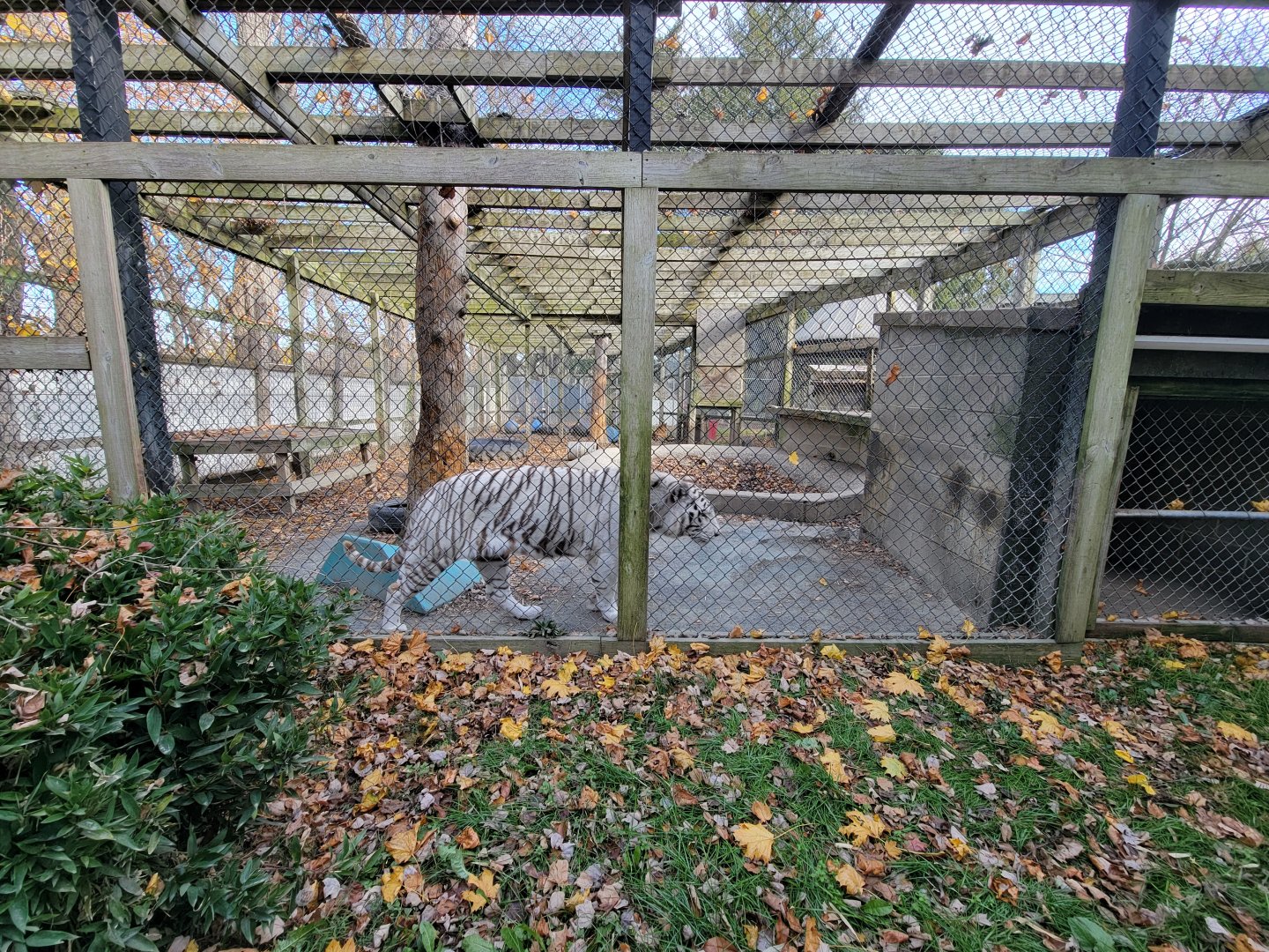 Plumpton Park - Tigers